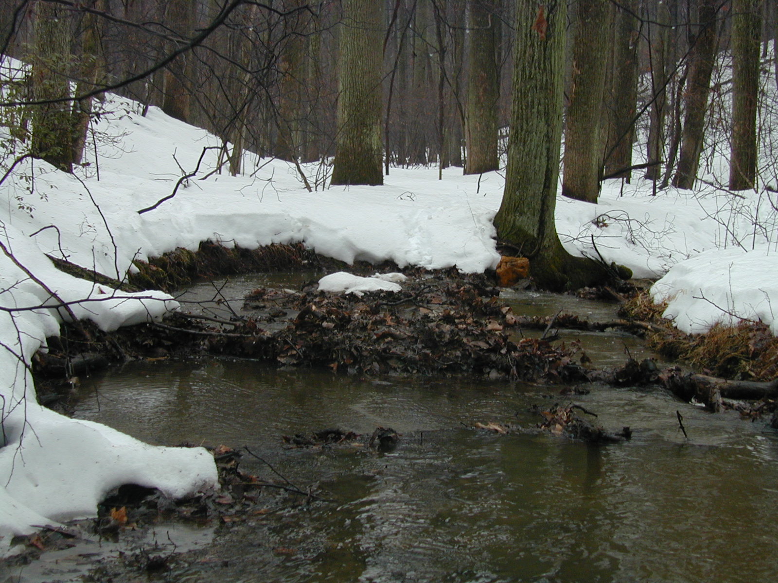 Field photo showing stream conditions at site LIBE-129-R-2003-644