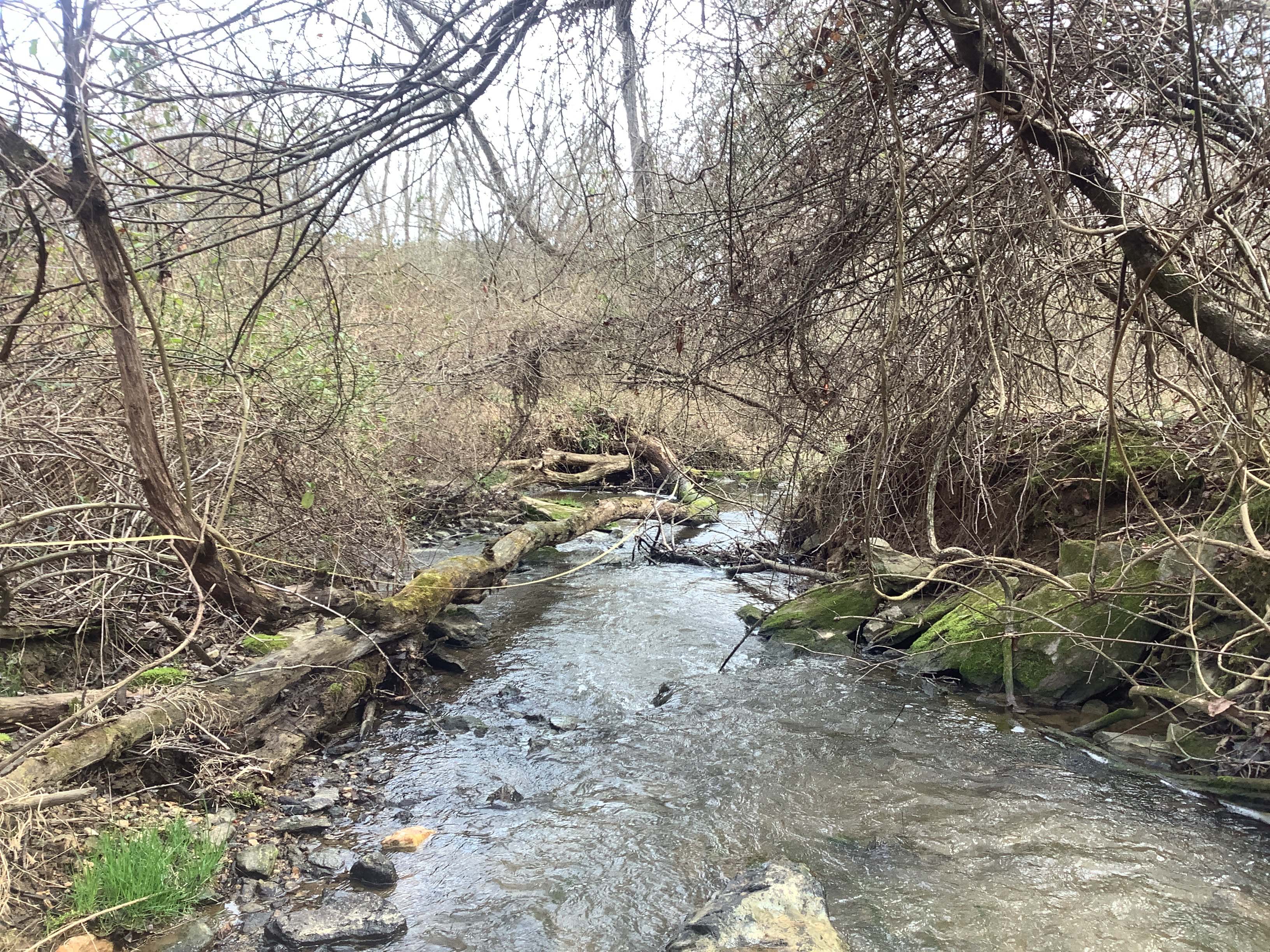 Field photo showing stream conditions at site LIBE-203-X-2023_Midpoint_facing_downstream