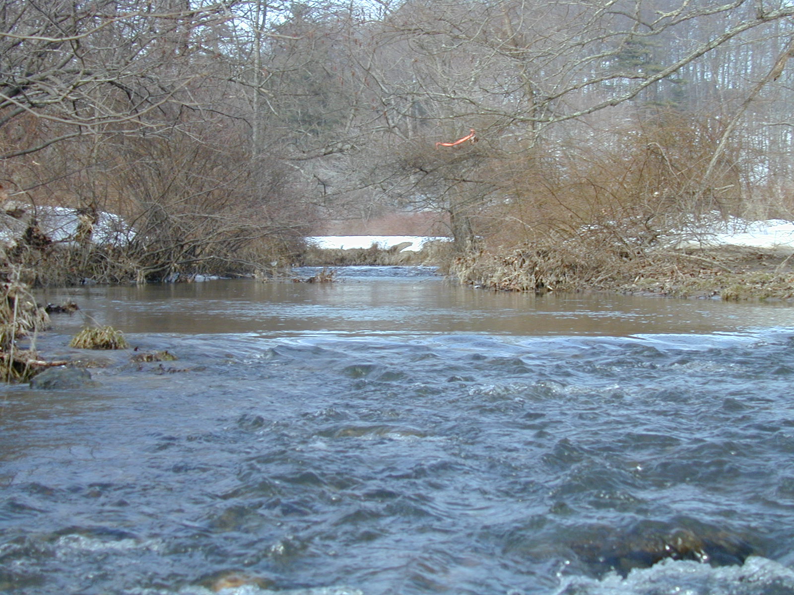 Field photo showing stream conditions at site LIBE-204-R-2003-624