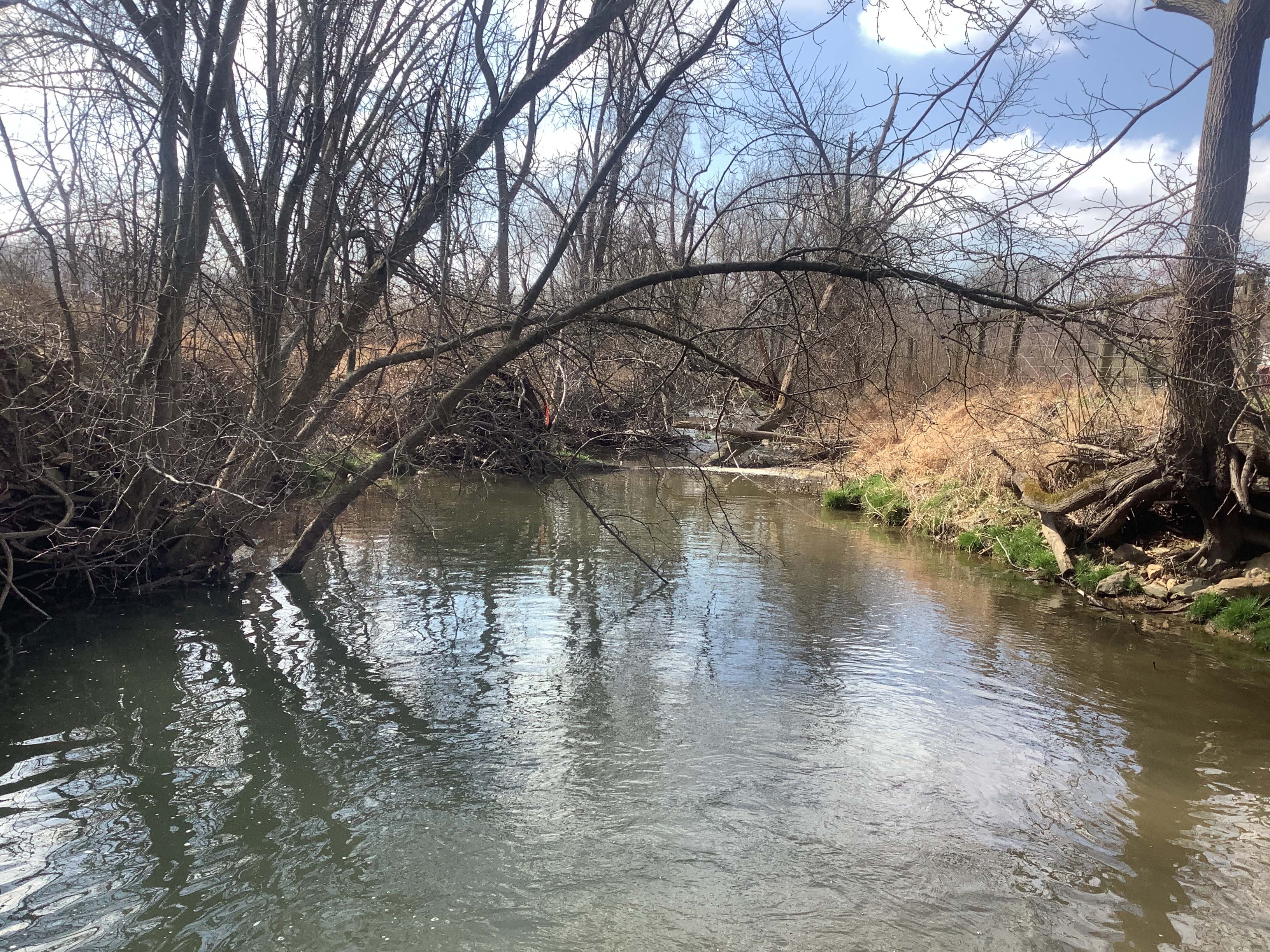 Field photo showing stream conditions at site LIBE-206-X-2023_Midpoint_facing_downstream
