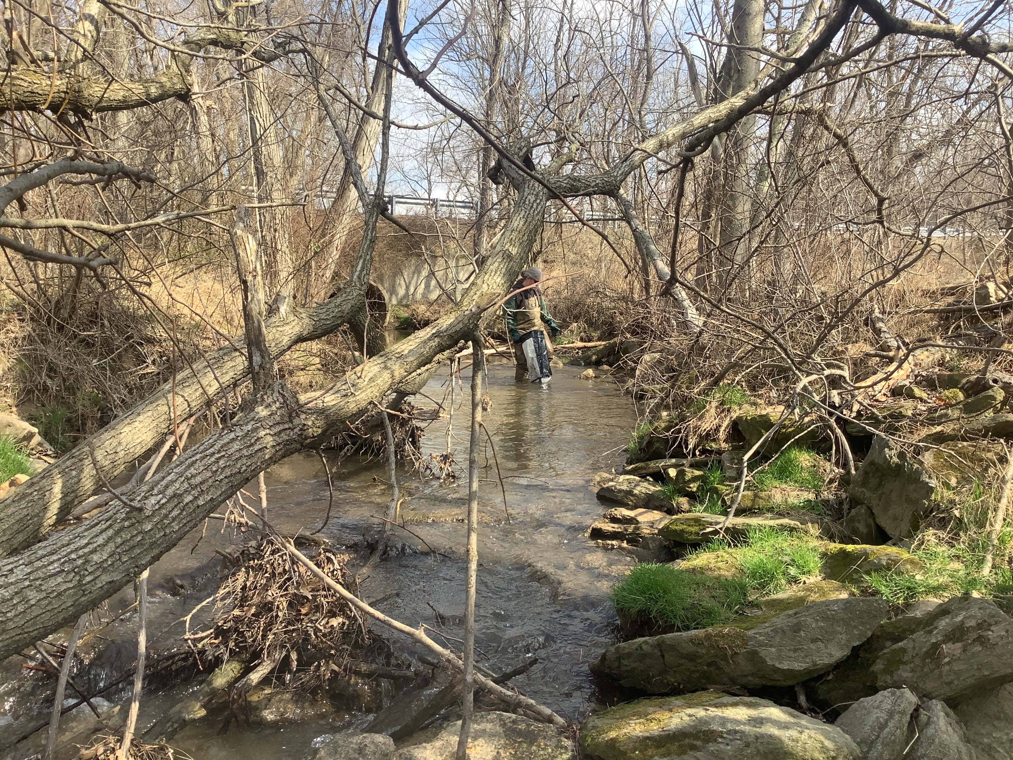 Field photo showing stream conditions at site LIBE-206-X-2023_Midpoint_facing_upstream
