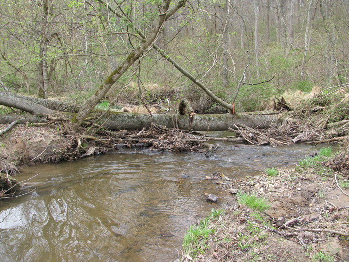 Field photo showing stream conditions at site LIBE-293-X-2011-2