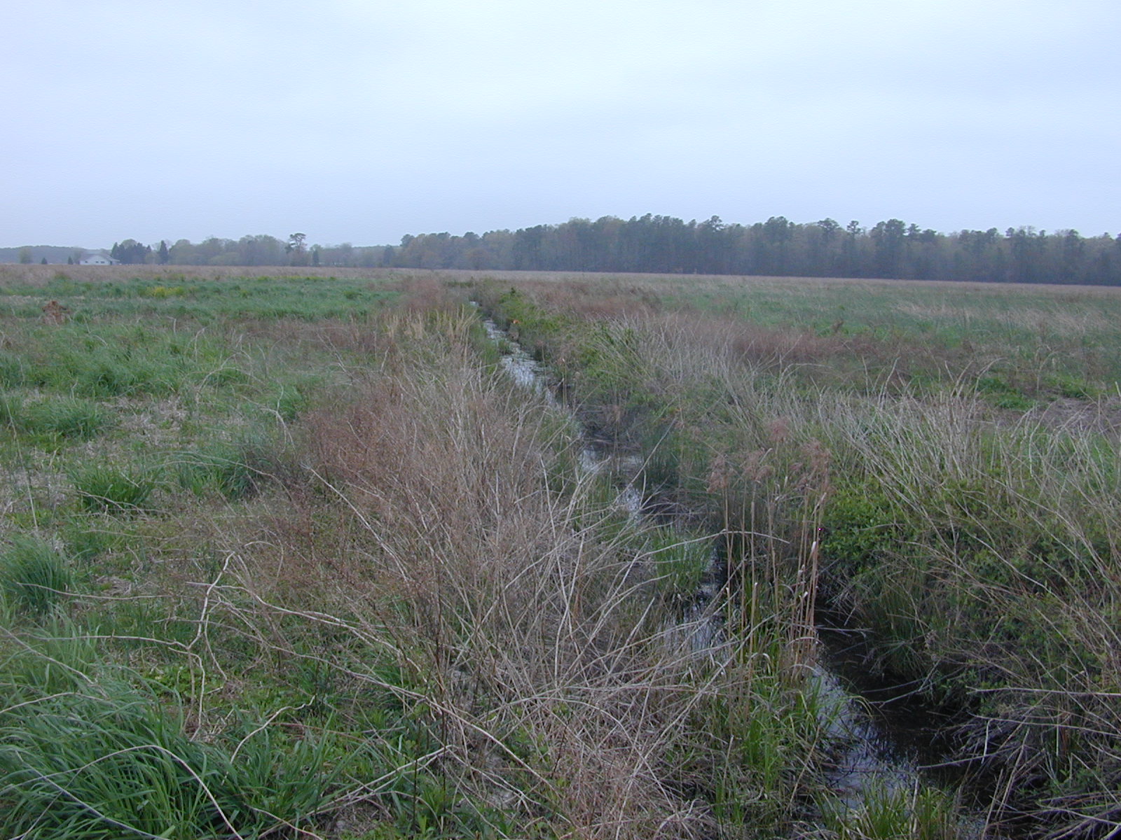 Field photo showing stream conditions at site LICK-121-R-2003-1010
