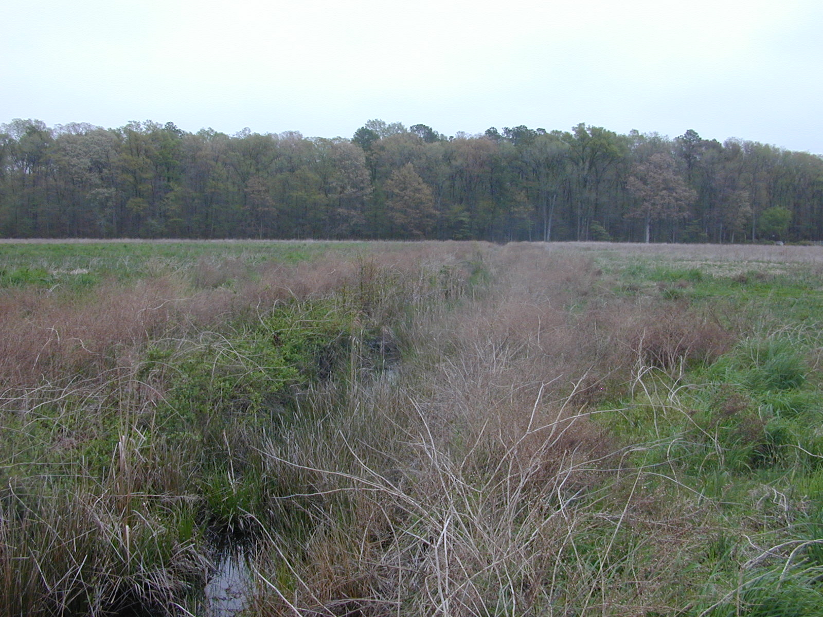 Field photo showing stream conditions at site LICK-121-R-2003-1011