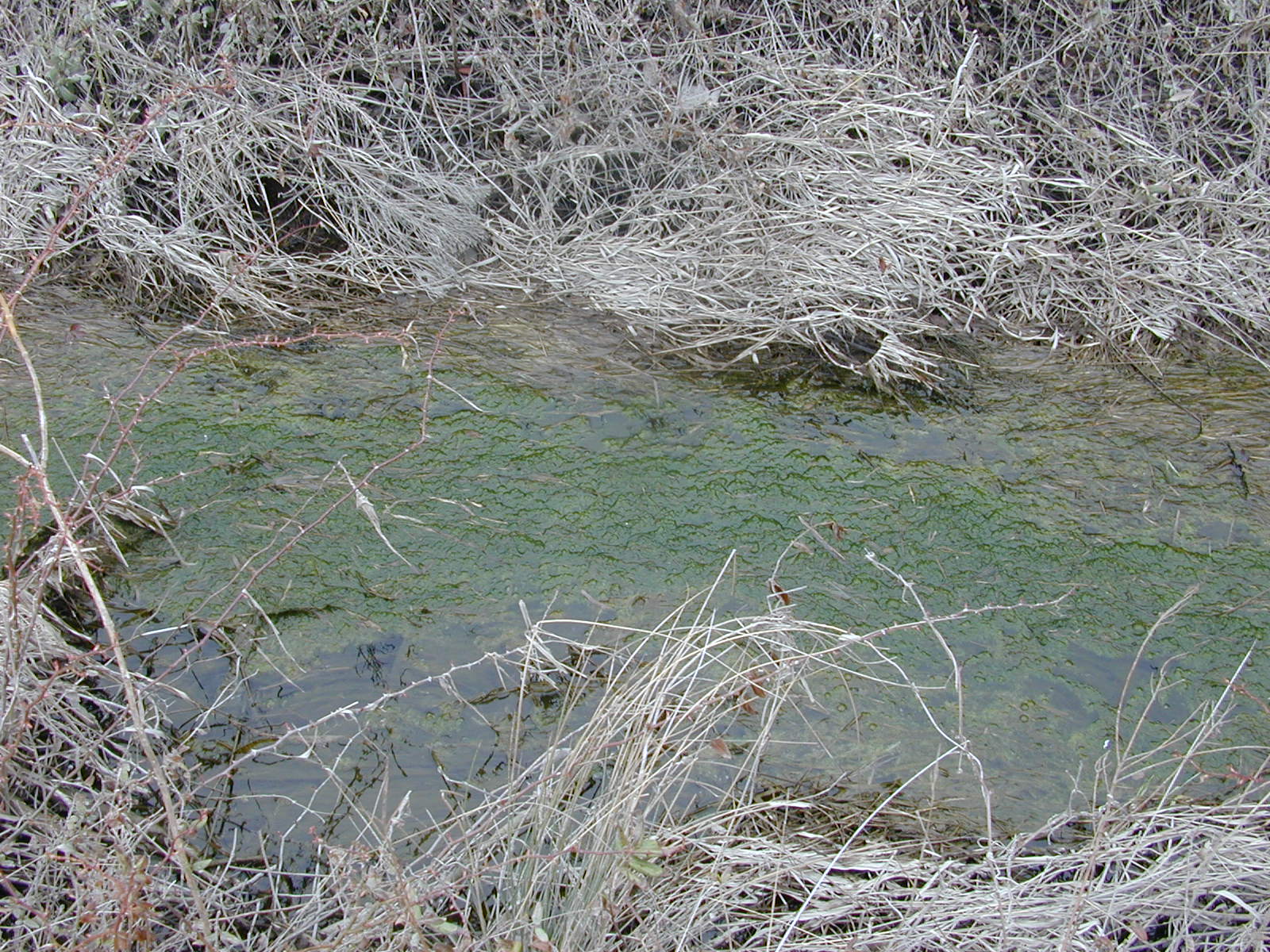 Field photo showing stream conditions at site LICK-125-R-2003-0872