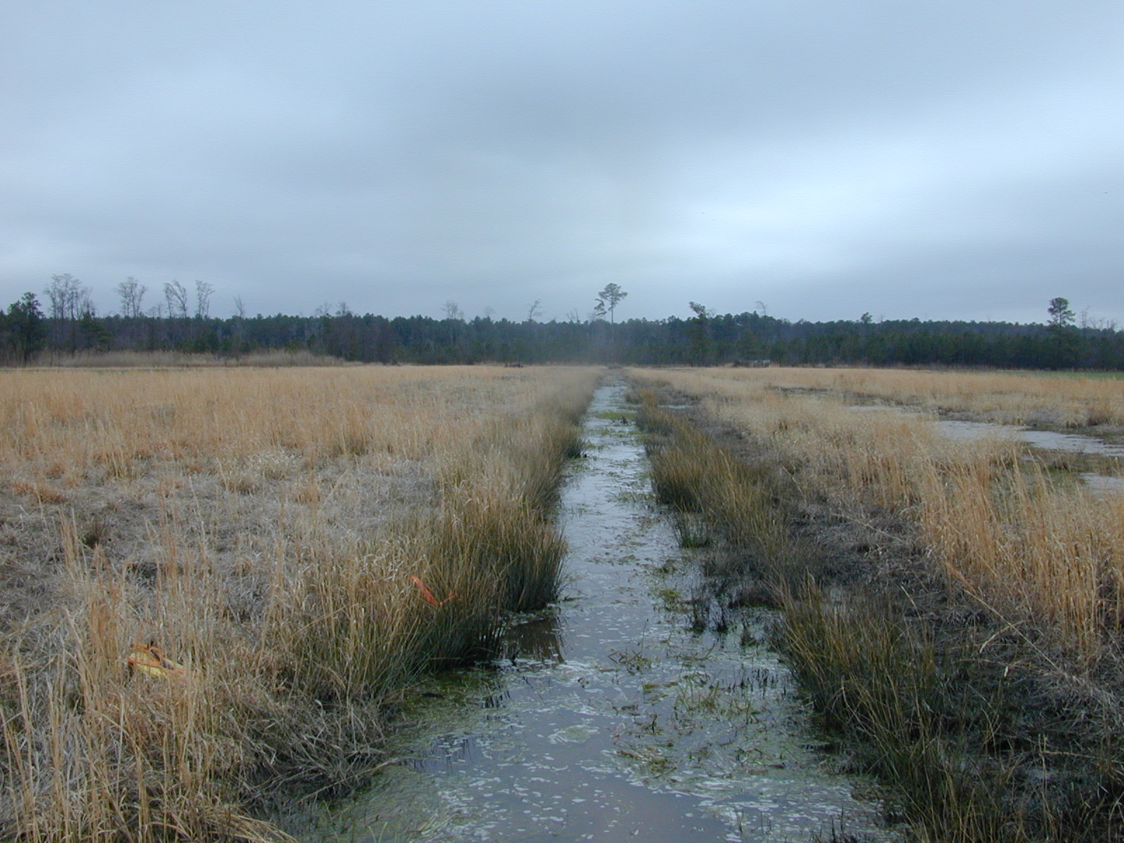 Field photo showing stream conditions at site LICK-127-R-2003-0873