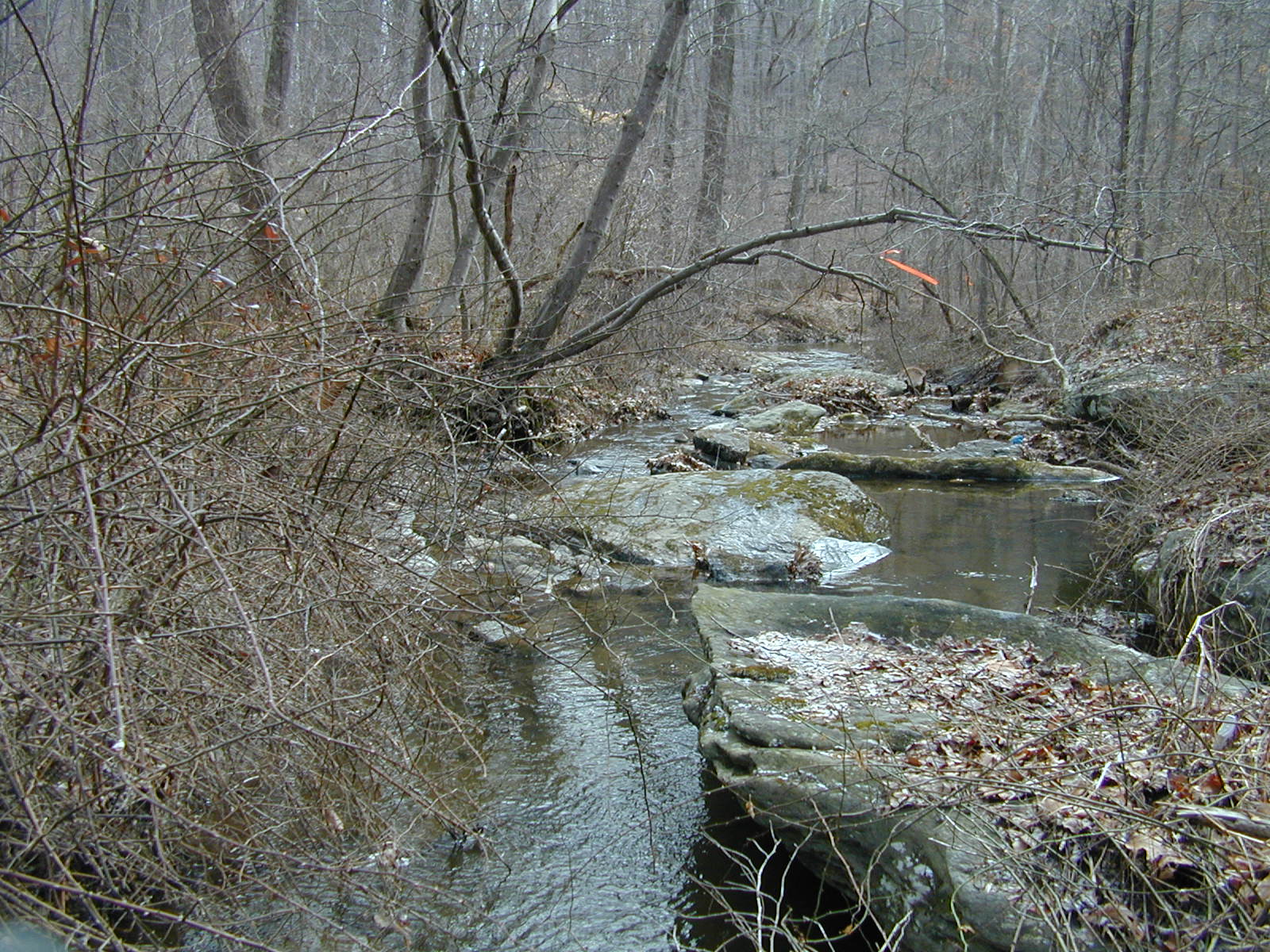 Field photo showing stream conditions at site LIGU-102-R-2001-2