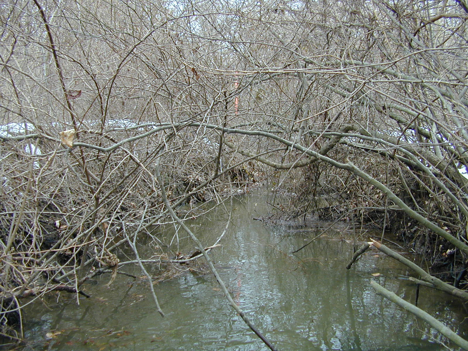 Field photo showing stream conditions at site LIGU-102-R-2003-676