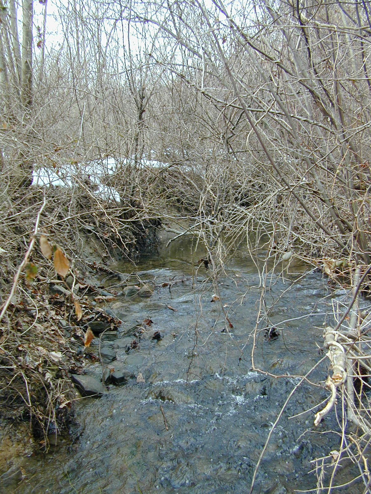 Field photo showing stream conditions at site LIGU-102-R-2003-677
