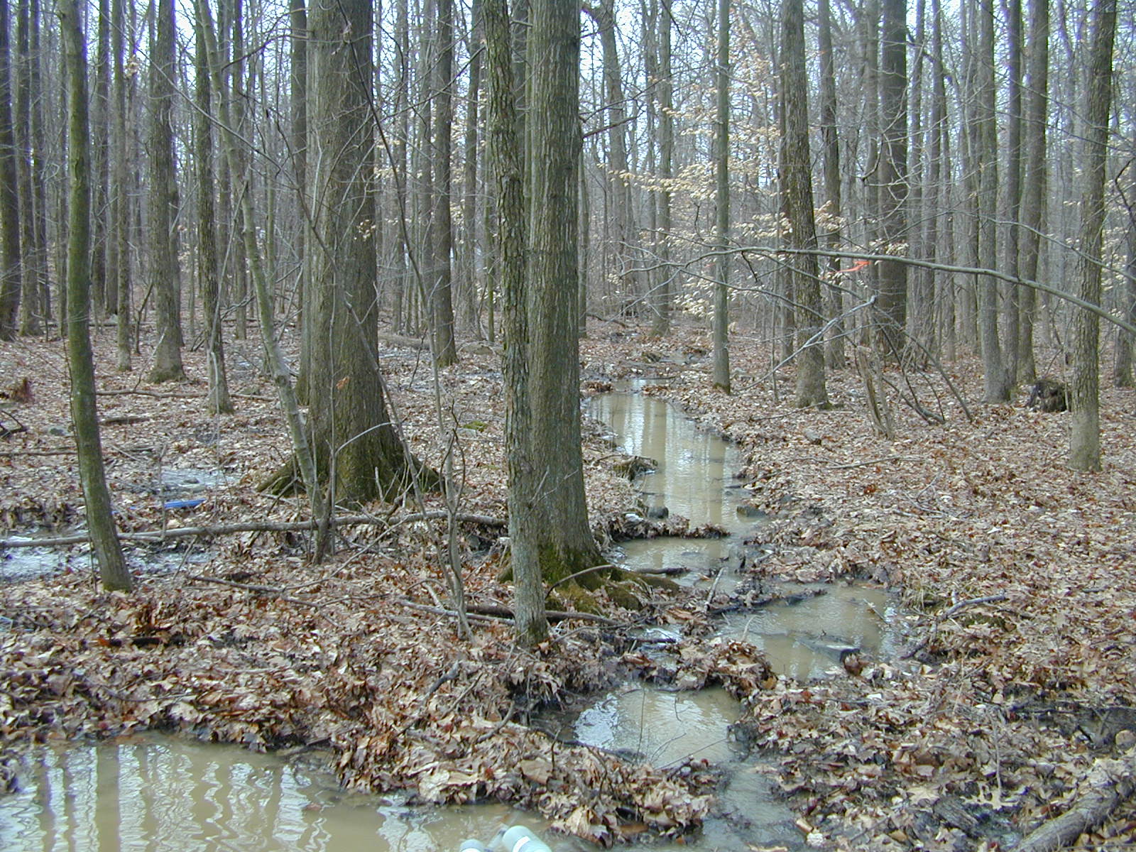 Field photo showing stream conditions at site LIGU-104-R-2001-1