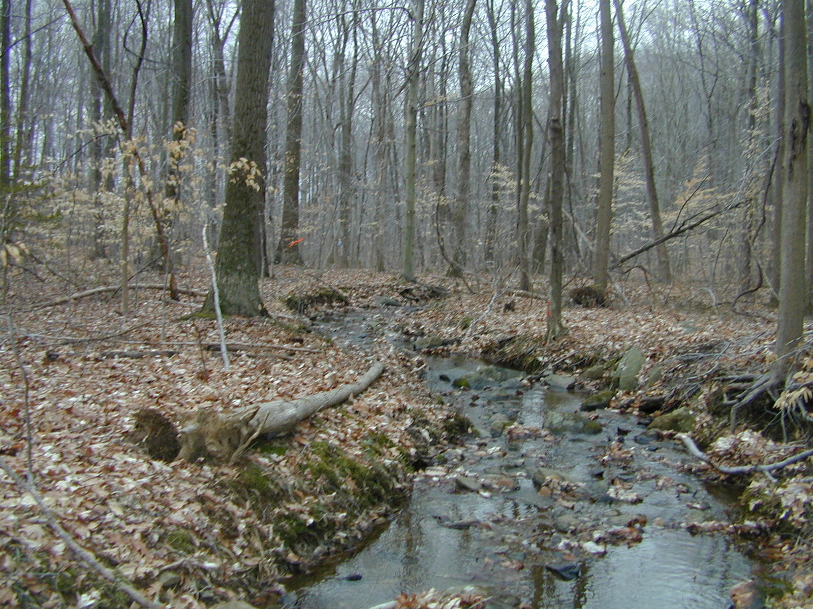 Field photo showing stream conditions at site LIGU-105-R-2001-2