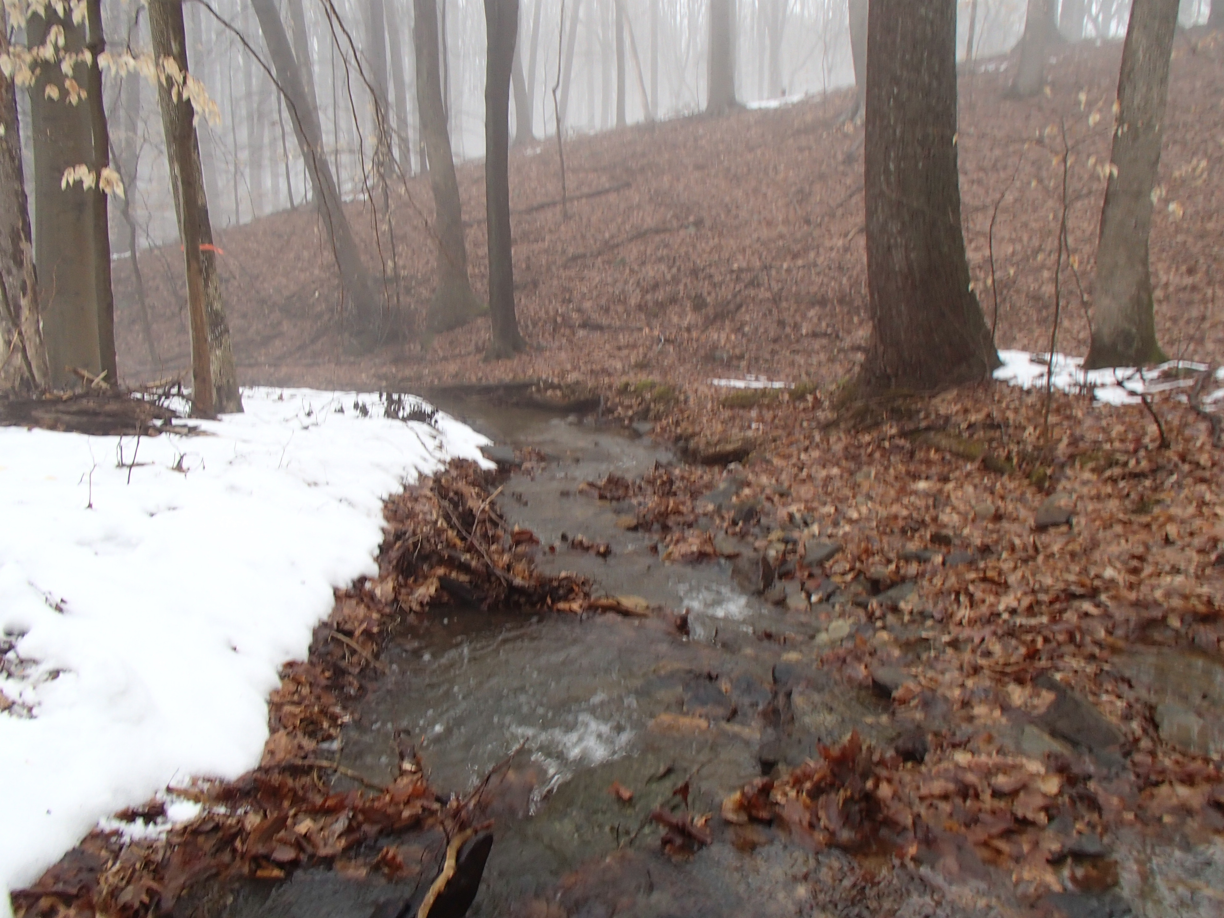 Field photo showing stream conditions at site LIGU-105-R-2015_Midpoint-looking-downstream