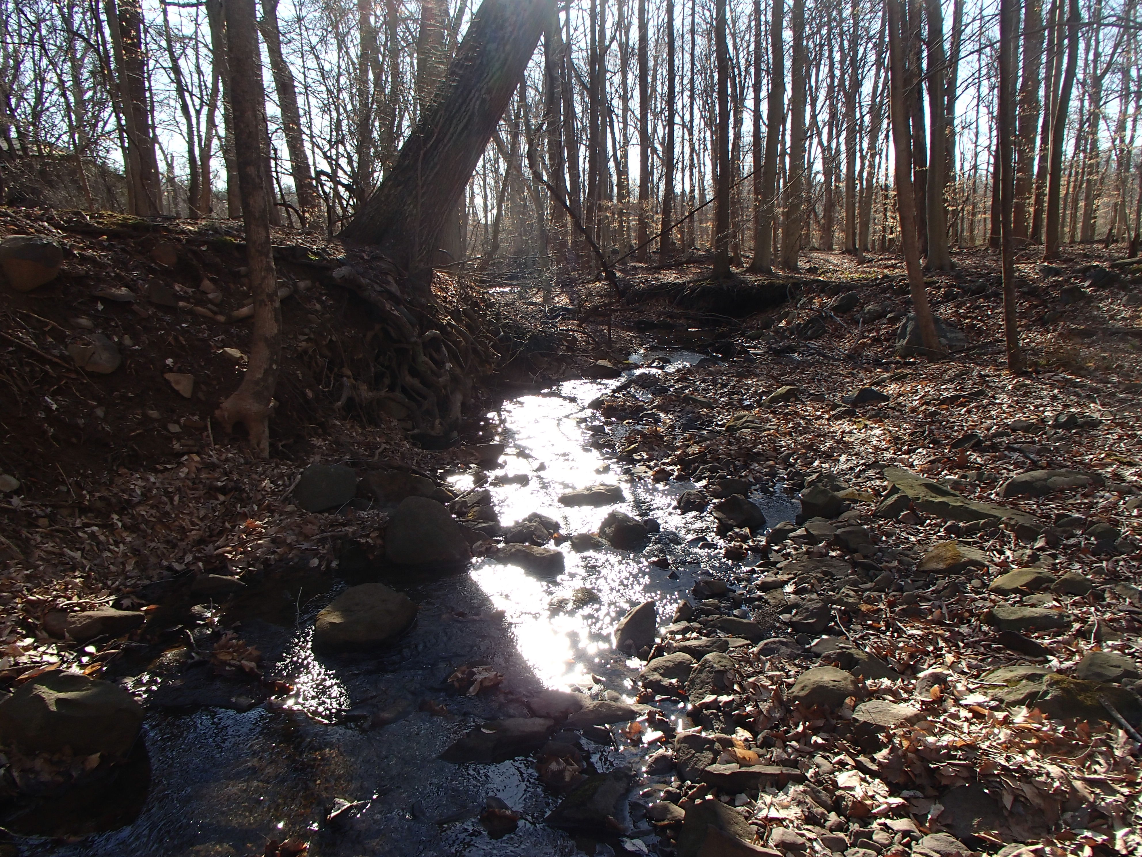 Field photo showing stream conditions at site LIGU-108-R-2017-MidpointLookingDownstream