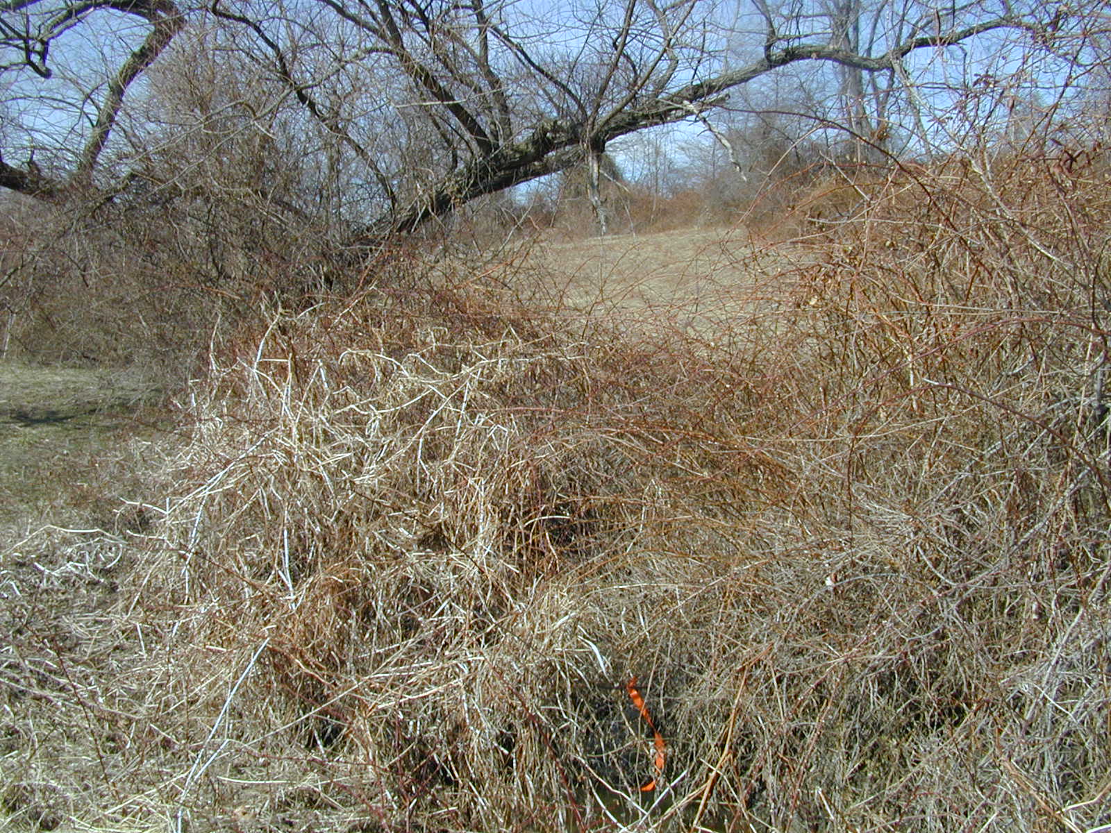Field photo showing stream conditions at site LIGU-109-R-2001-2