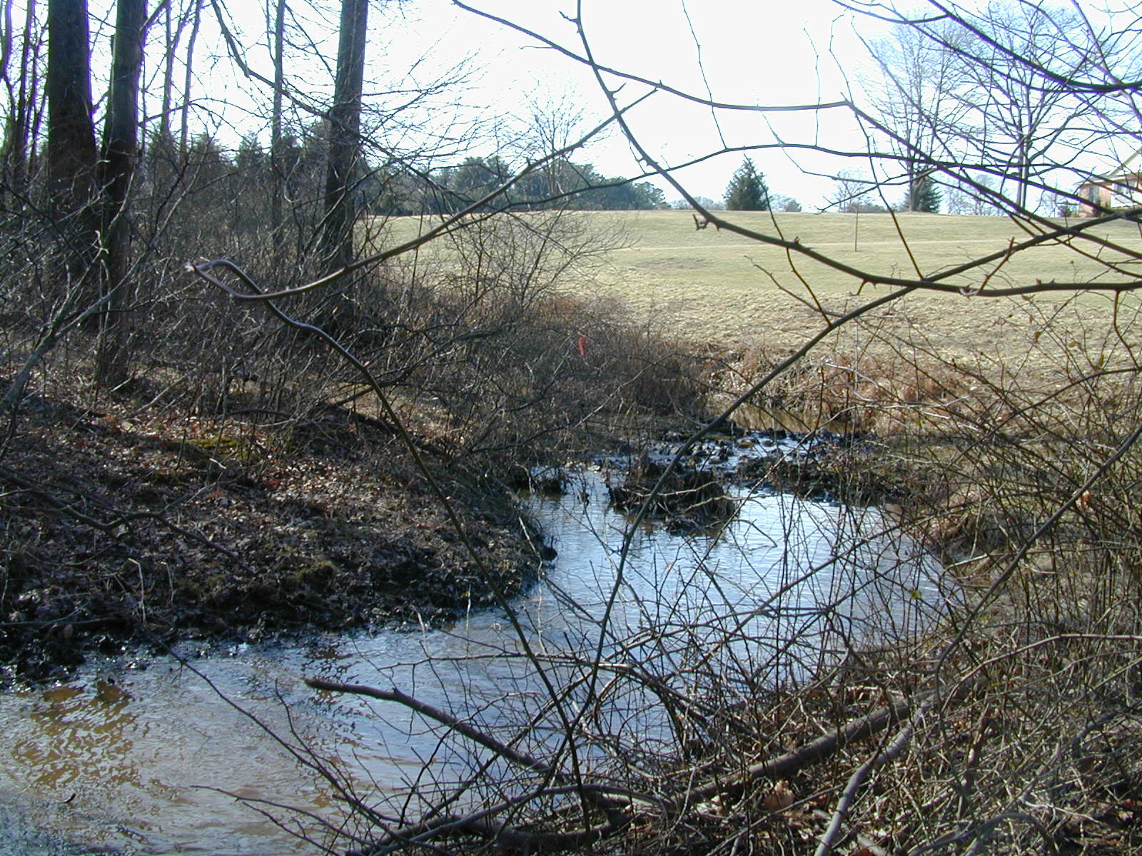 Field photo showing stream conditions at site LIGU-111-R-2001-1