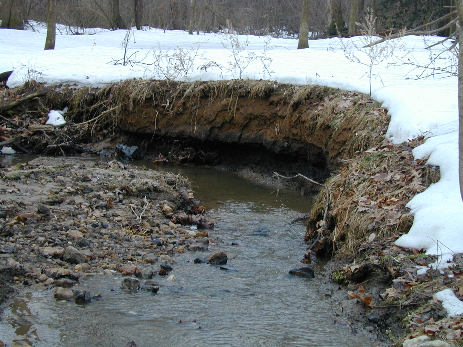 Field photo showing stream conditions at site LIGU-111-R-2003-680
