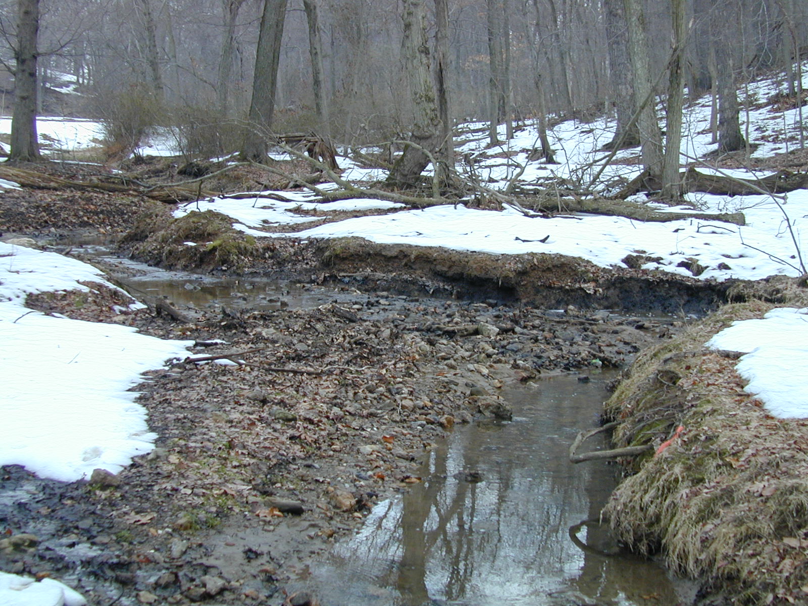 Field photo showing stream conditions at site LIGU-111-R-2003-681