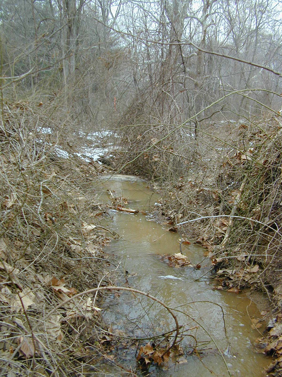 Field photo showing stream conditions at site LIGU-113-R-2003-687