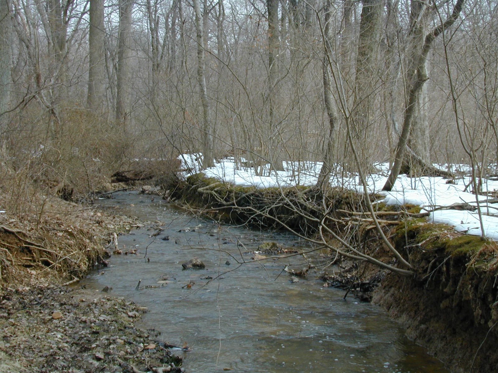 Field photo showing stream conditions at site LIGU-114-R-2003-684