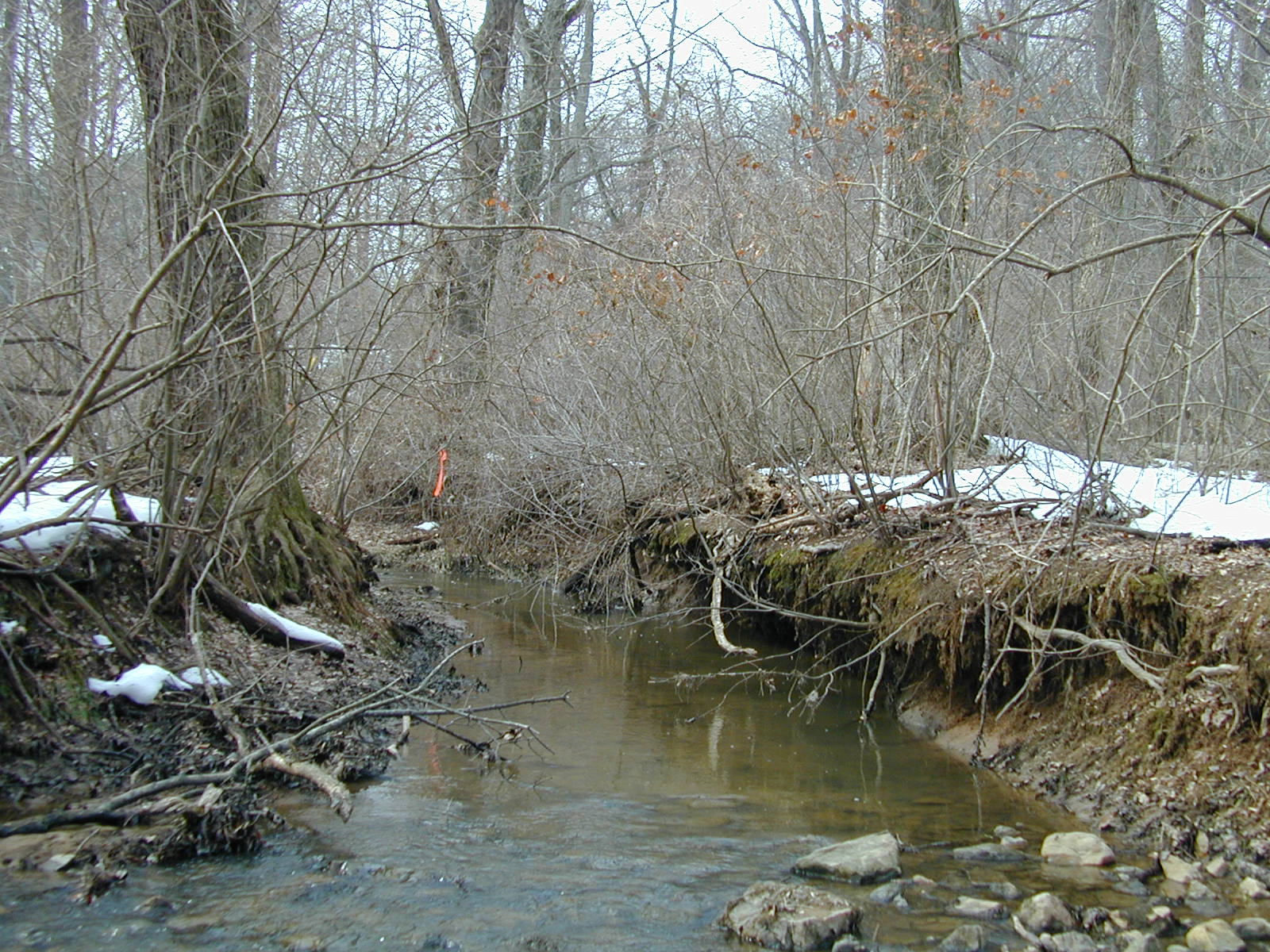 Field photo showing stream conditions at site LIGU-114-R-2003-685
