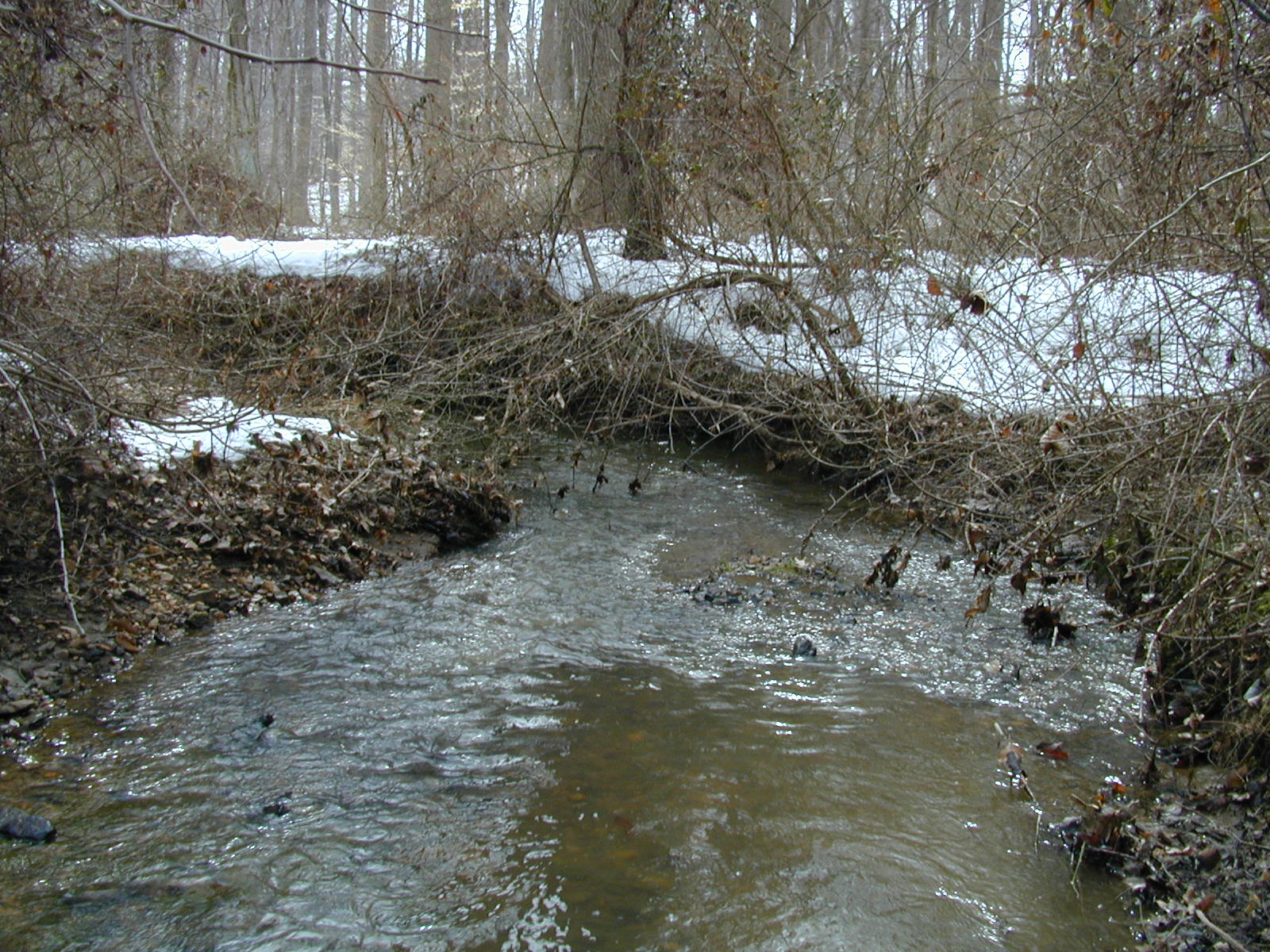 Field photo showing stream conditions at site LIGU-115-R-2003-674