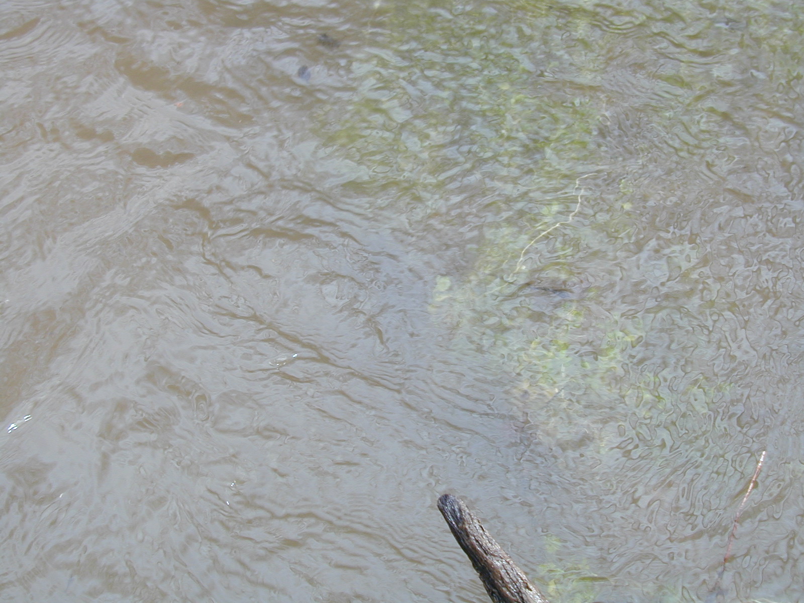 Field photo showing stream conditions at site LIGU-115-R-2003-675