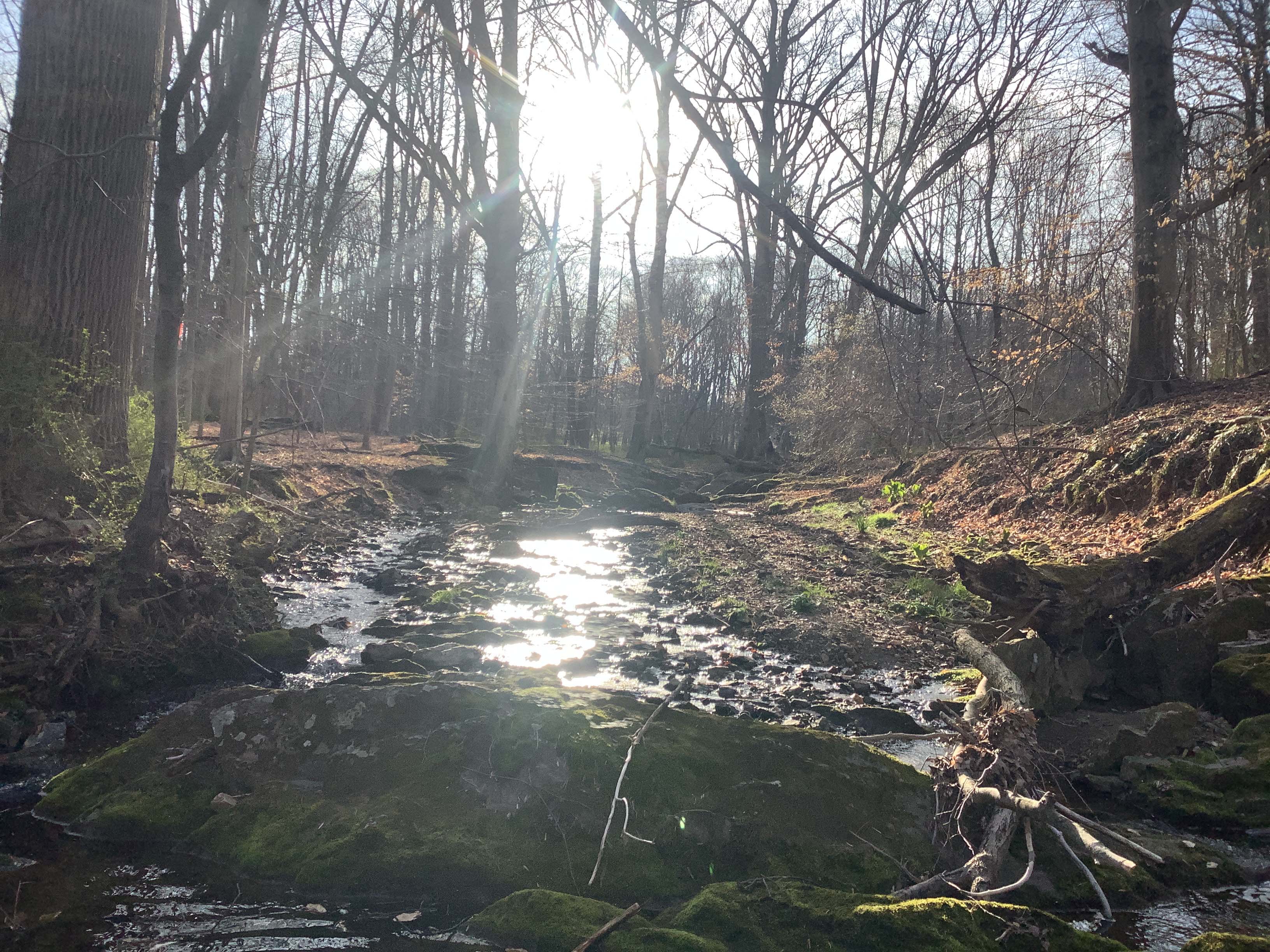 Field photo showing stream conditions at site LIGU-128-R-2023_Midpoint_facing_upstream
