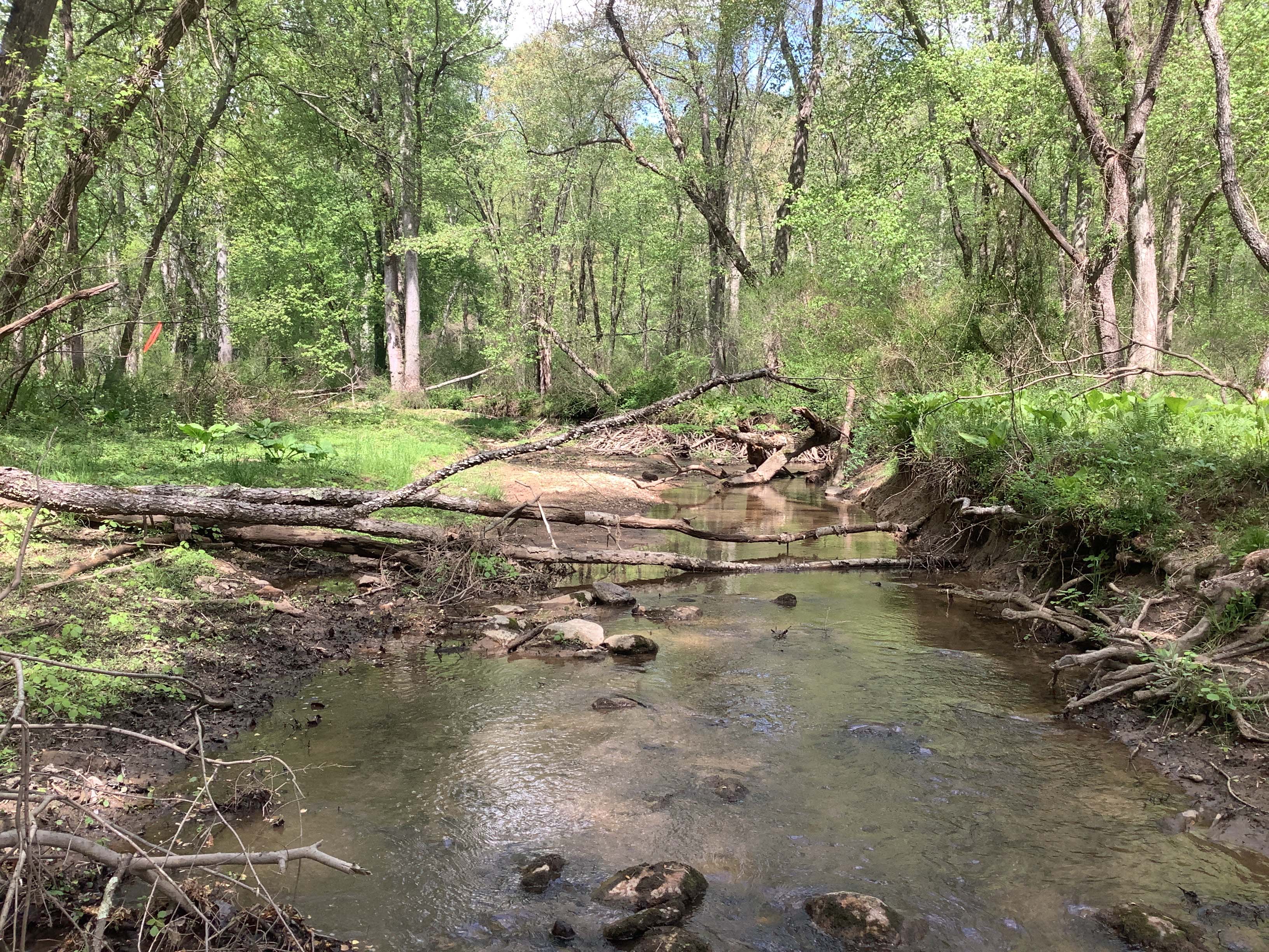 Field photo showing stream conditions at site LIGU-142-X-2023_Midpoint_facing_upstream