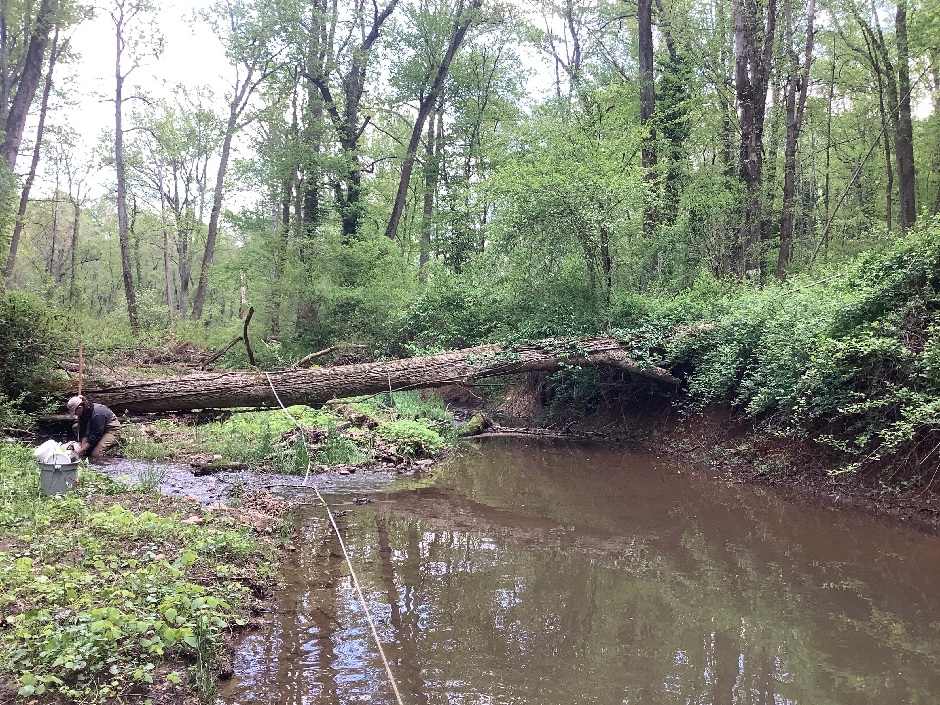 Field photo showing stream conditions at site LIGU-144-X-2023_Midpoint_facing_downstream