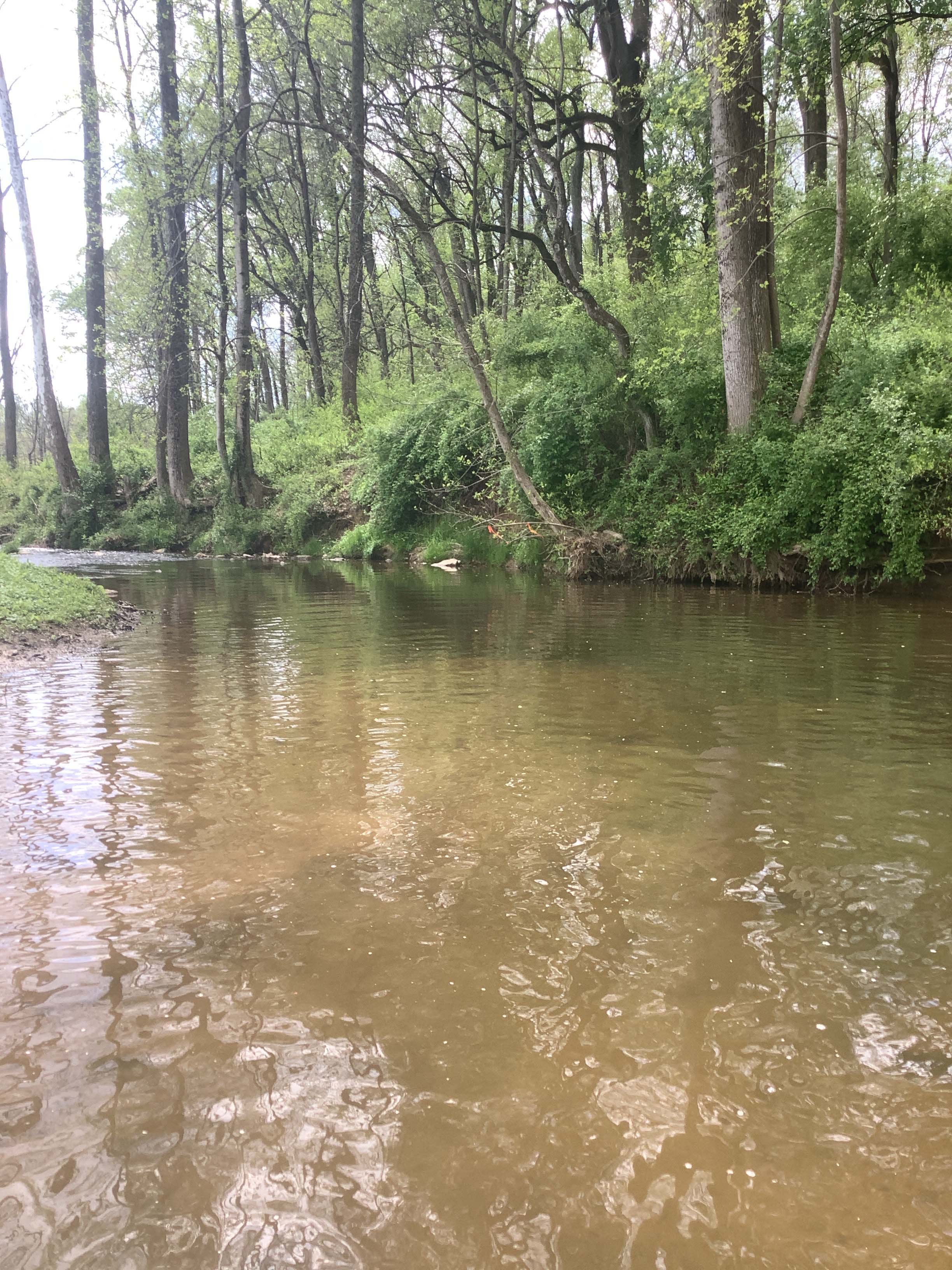 Field photo showing stream conditions at site LIGU-200-X-2023_Midpoint_facing_downstream