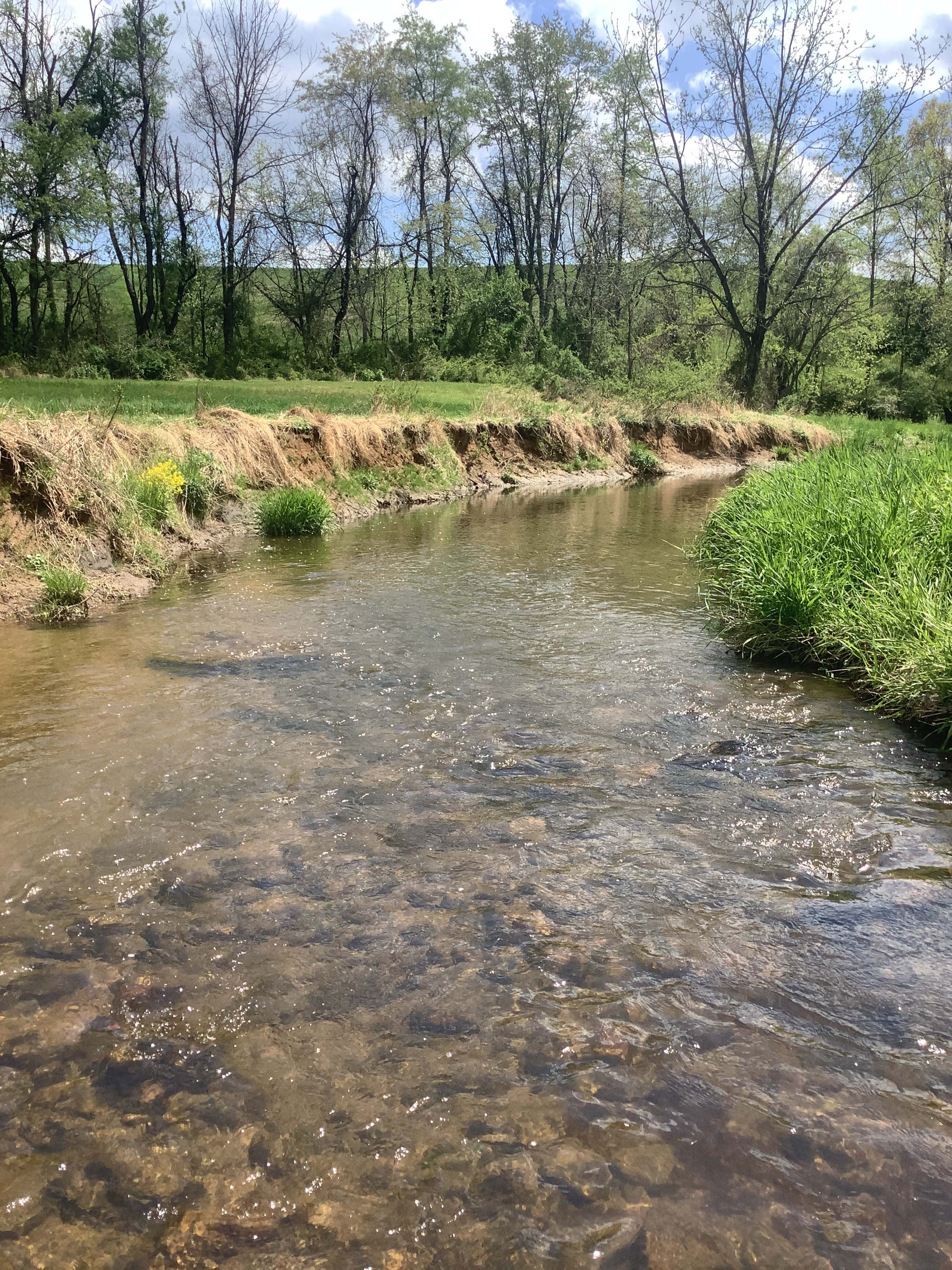 Field photo showing stream conditions at site LIGU-201-X-2023_Midpoint_facing_downstream