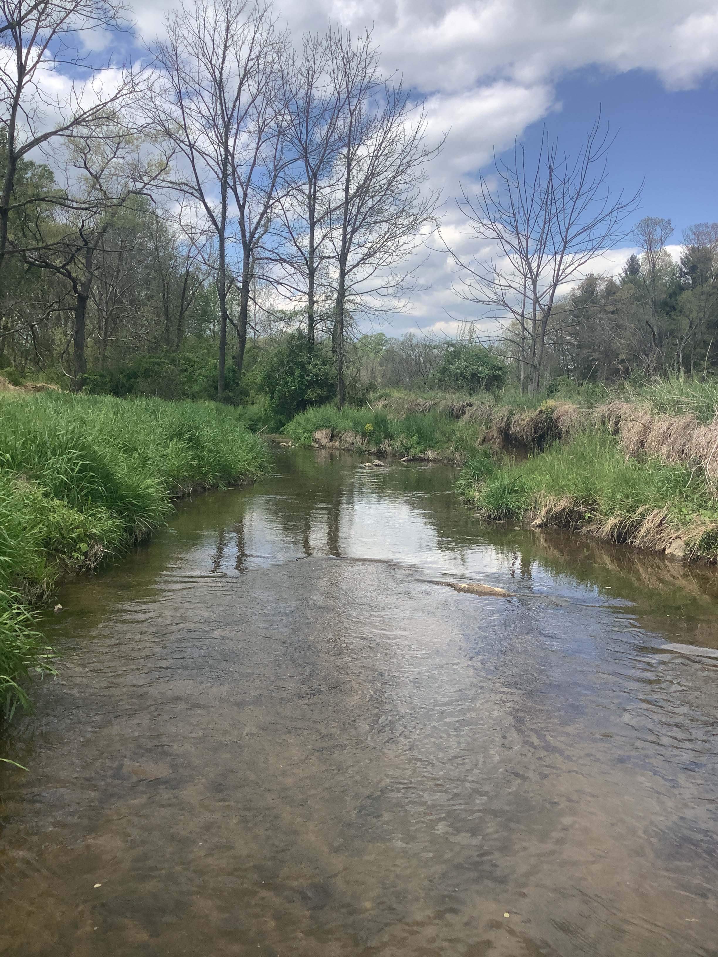 Field photo showing stream conditions at site LIGU-201-X-2023_Midpoint_facing_upstream