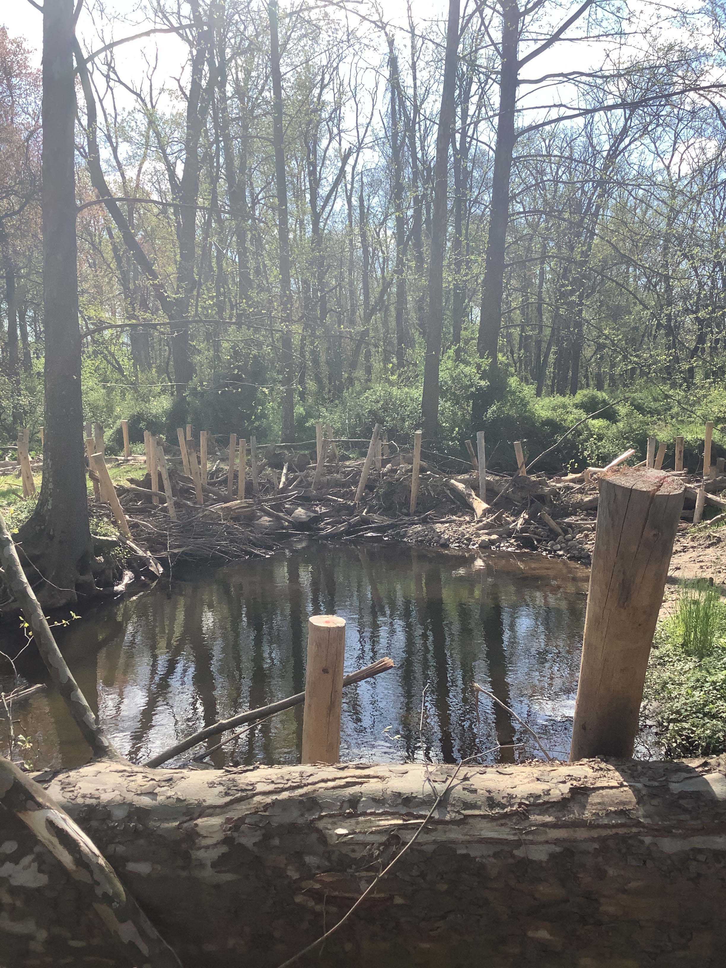 Field photo showing stream conditions at site LIGU-215-X-2023_Midpoint_facing_downstream