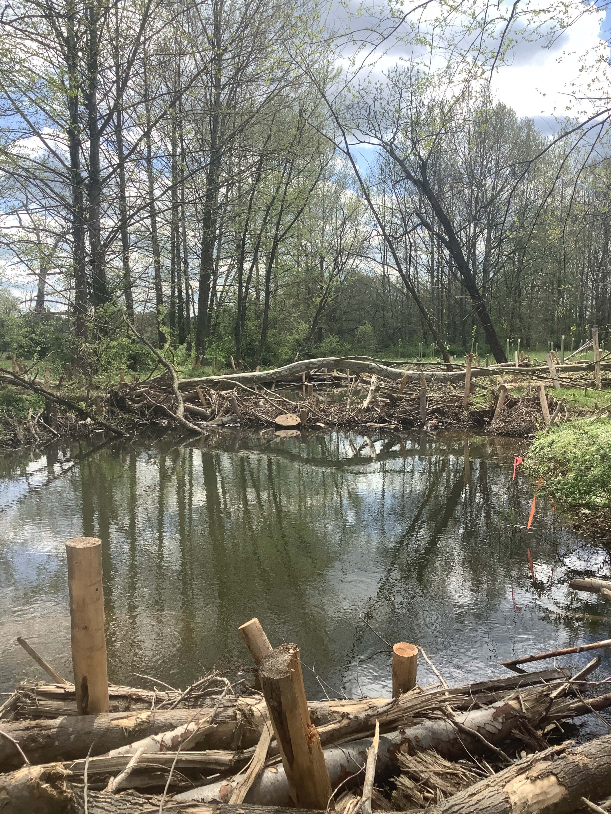Field photo showing stream conditions at site LIGU-216-X-2023_Midpoint_facing_downstream