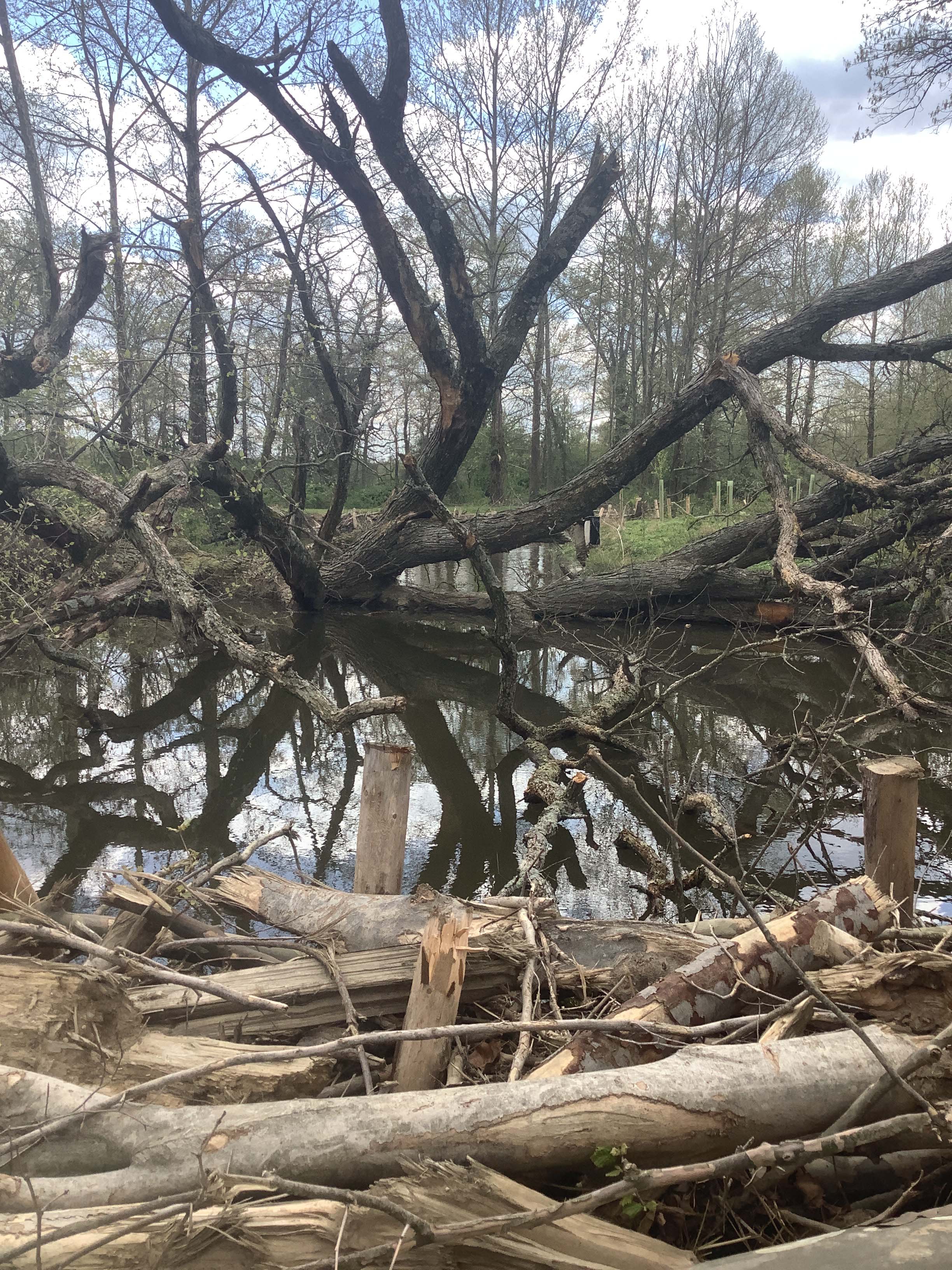 Field photo showing stream conditions at site LIGU-217-X-2023_Midpoint_facing_downstream