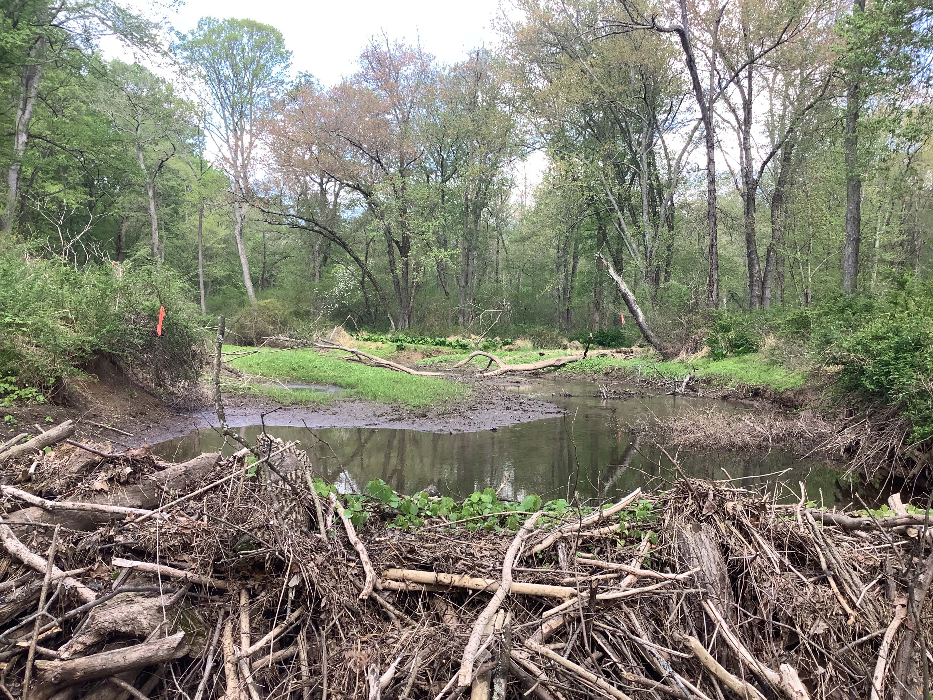 Field photo showing stream conditions at site LIGU-241-X-2023_Midpoint_facing_upstream_below_beaver_dam