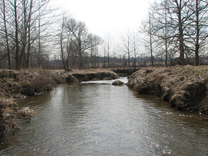 Field photo showing stream conditions at site LIGU-264-A-2007-1