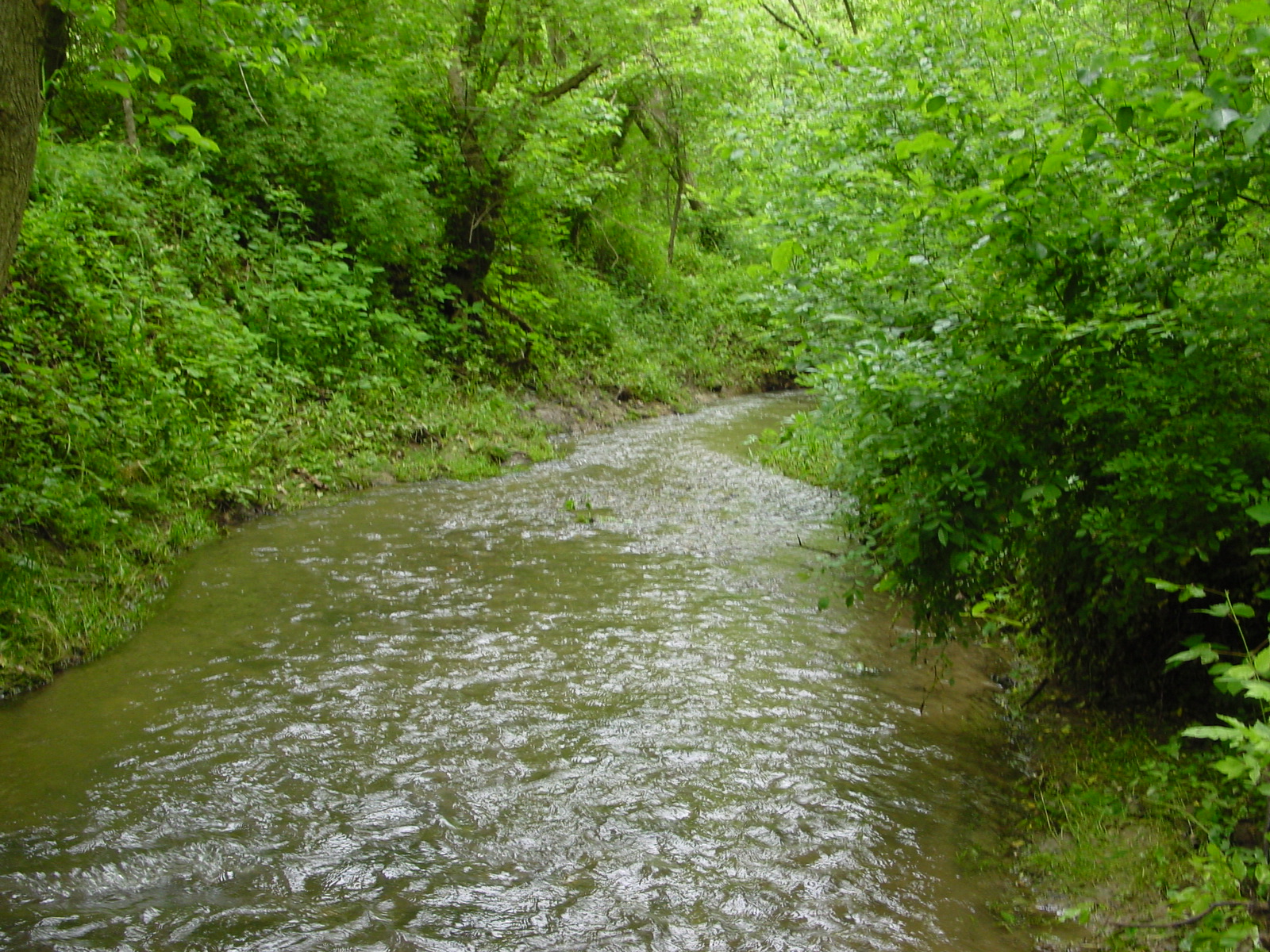 Field photo showing stream conditions at site LMON-107-R-2003-3