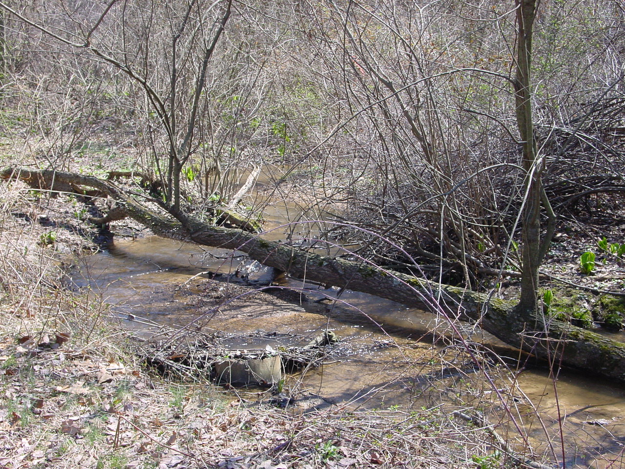 Field photo showing stream conditions at site LMON-108-R-2003-1
