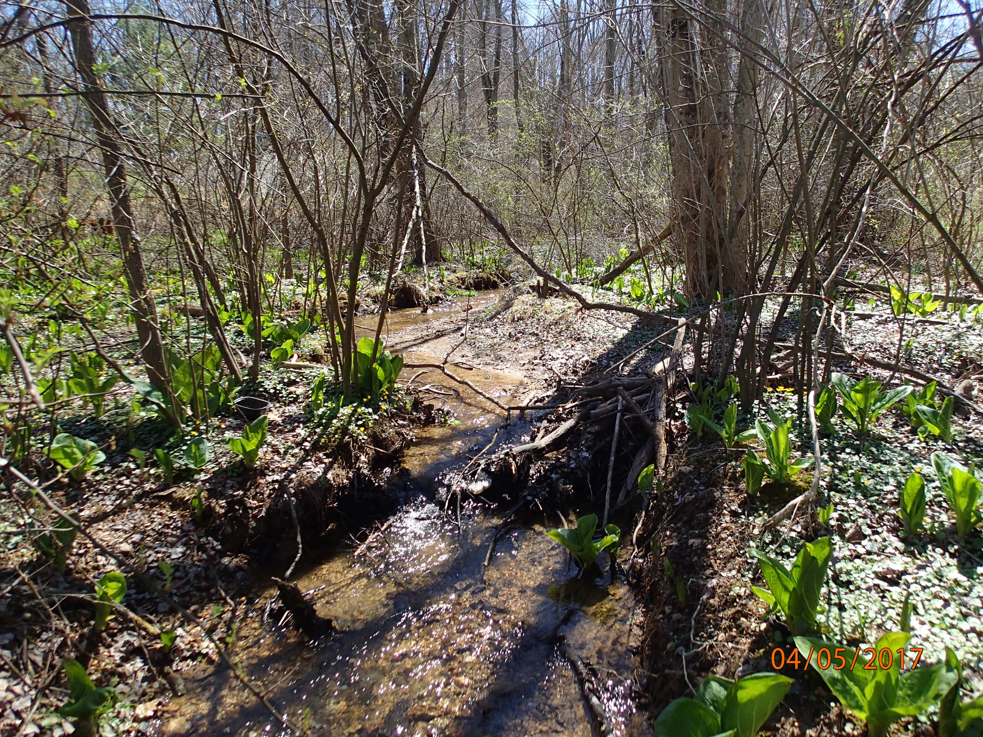 Field photo showing stream conditions at site LMON-108-R-2017-MidpointUpstream