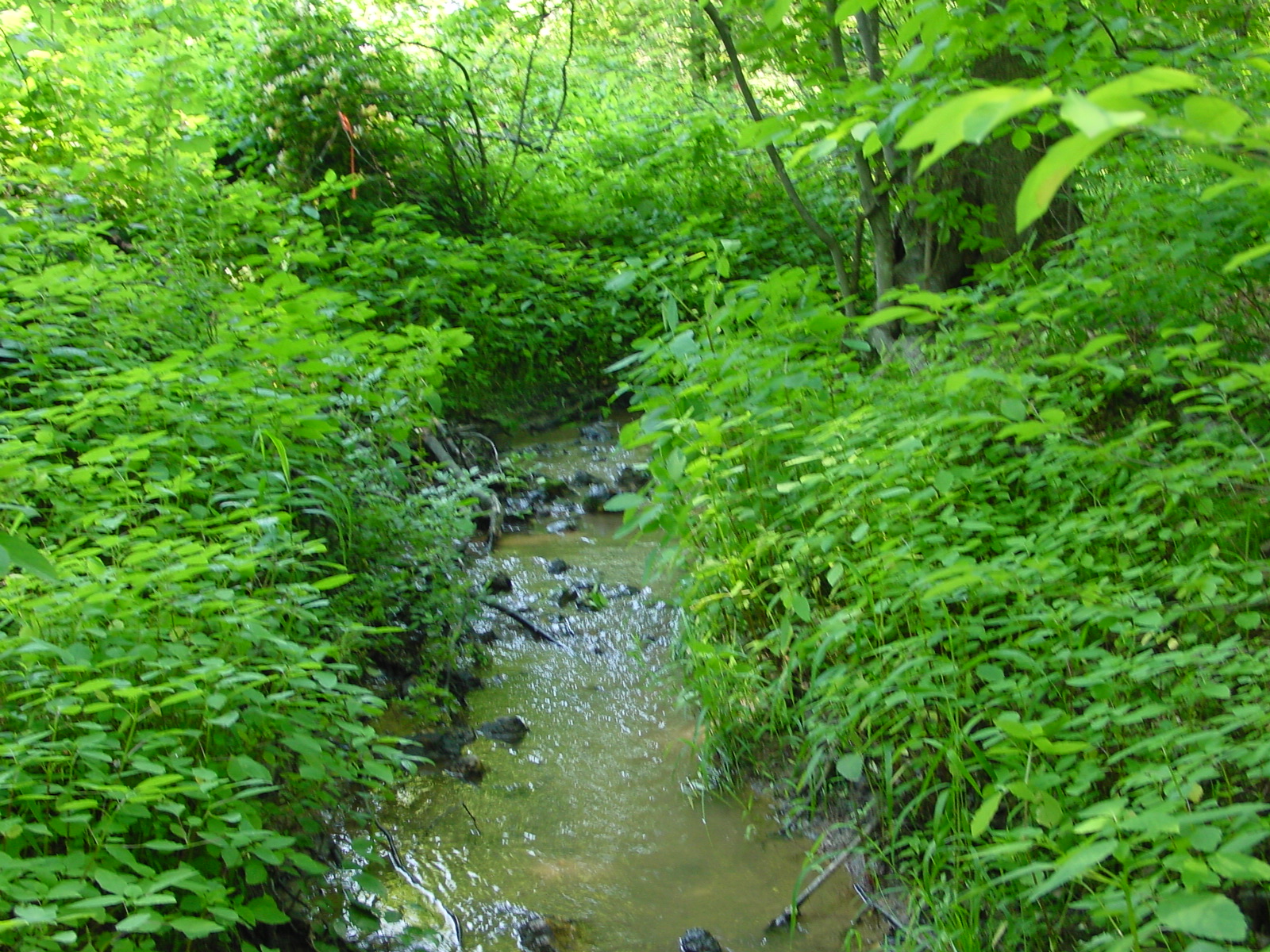 Field photo showing stream conditions at site LMON-112-R-2003-3
