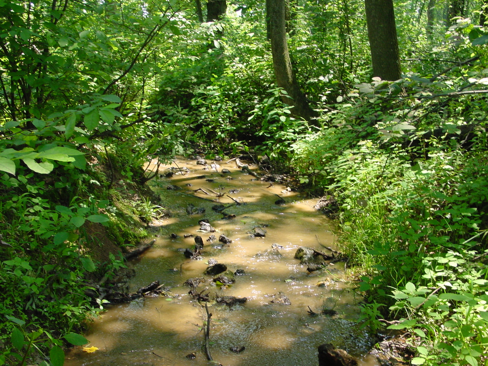 Field photo showing stream conditions at site LMON-112-R-2003-4