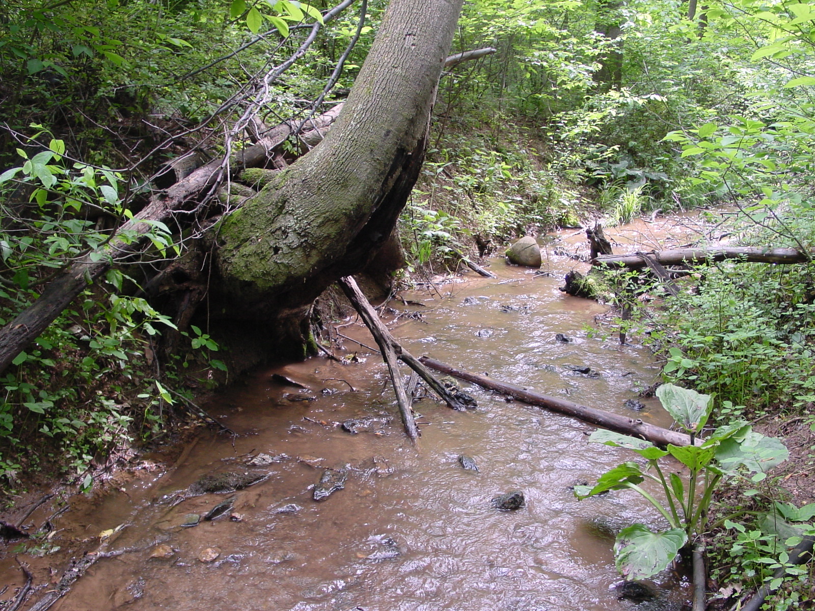 Field photo showing stream conditions at site LMON-113-R-2003-3