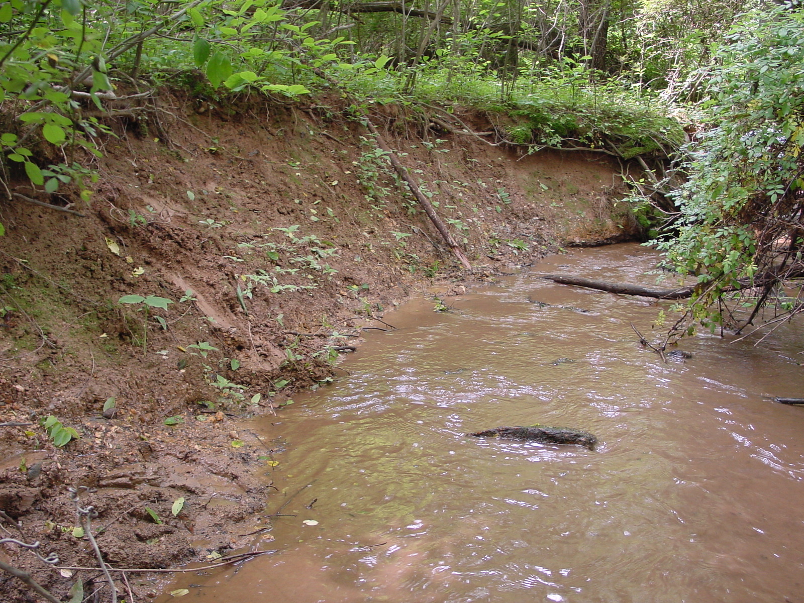 Field photo showing stream conditions at site LMON-113-R-2003-5