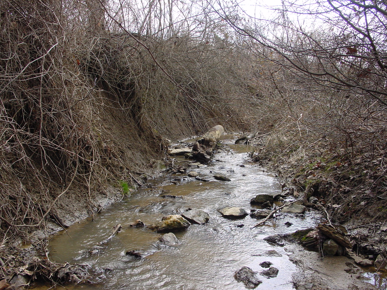 Field photo showing stream conditions at site LMON-118-R-2003-2