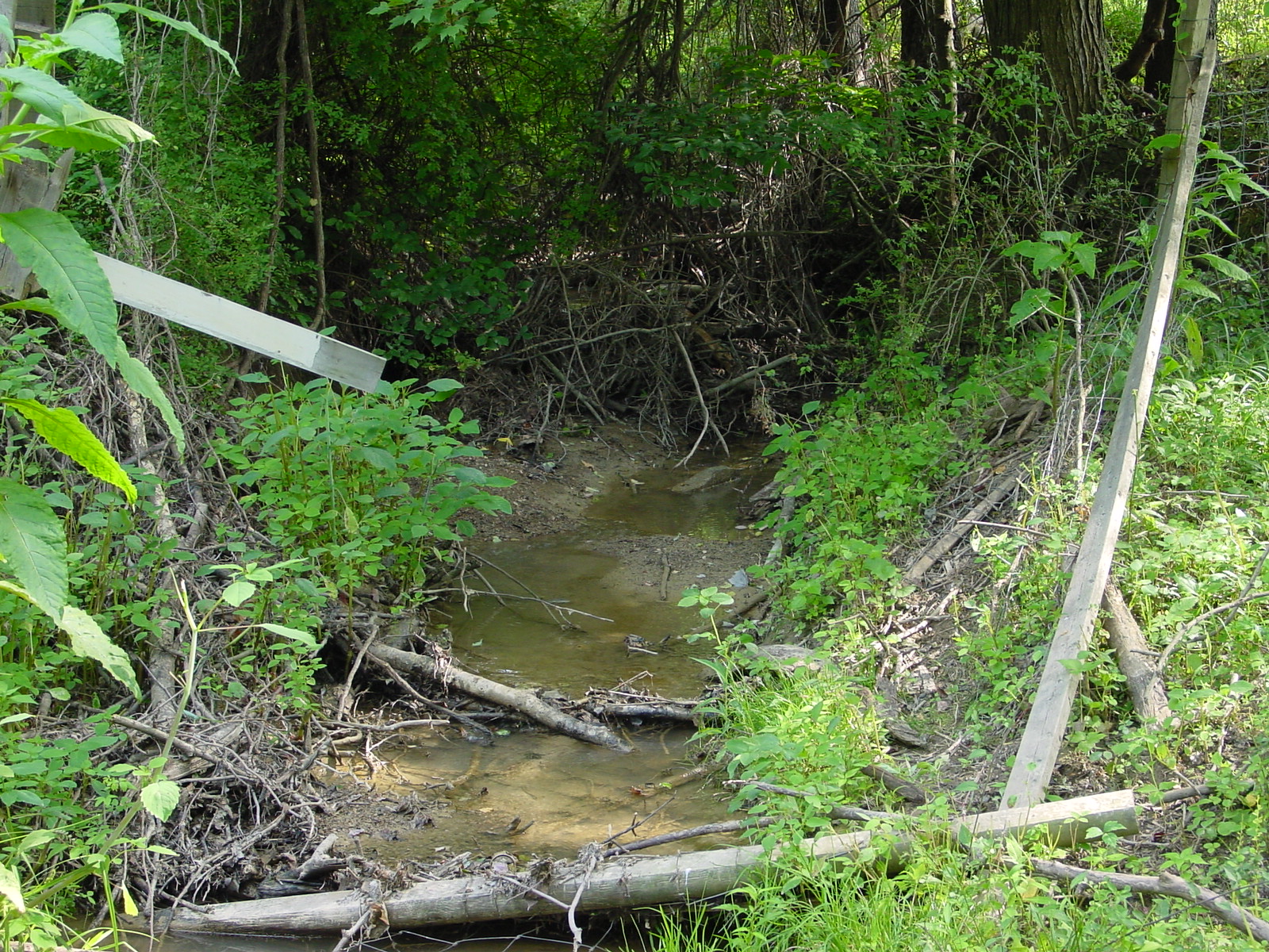 Field photo showing stream conditions at site LMON-118-R-2003-5