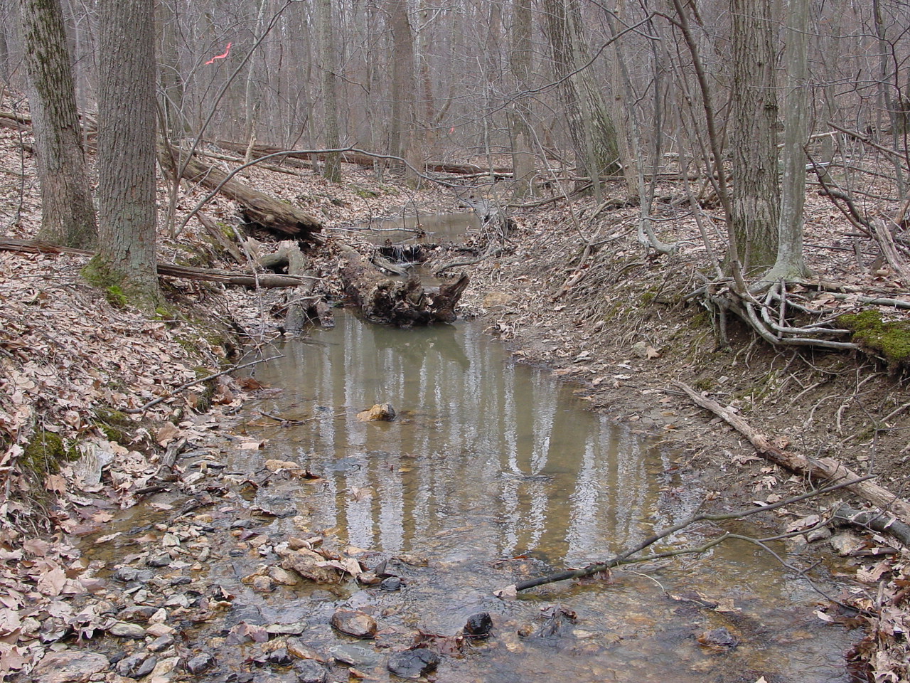 Field photo showing stream conditions at site LMON-119-R-2003-1