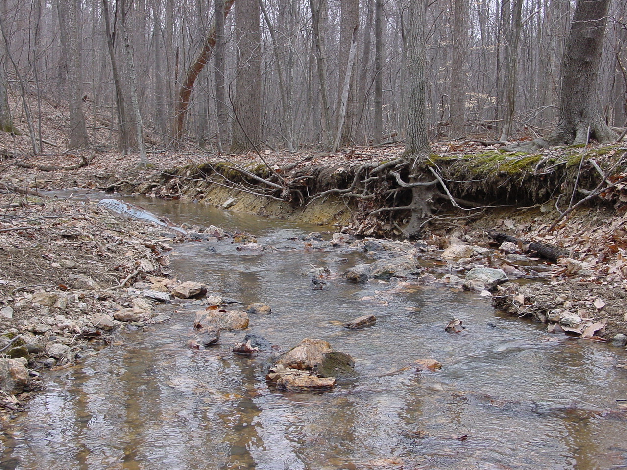Field photo showing stream conditions at site LMON-119-R-2003-2