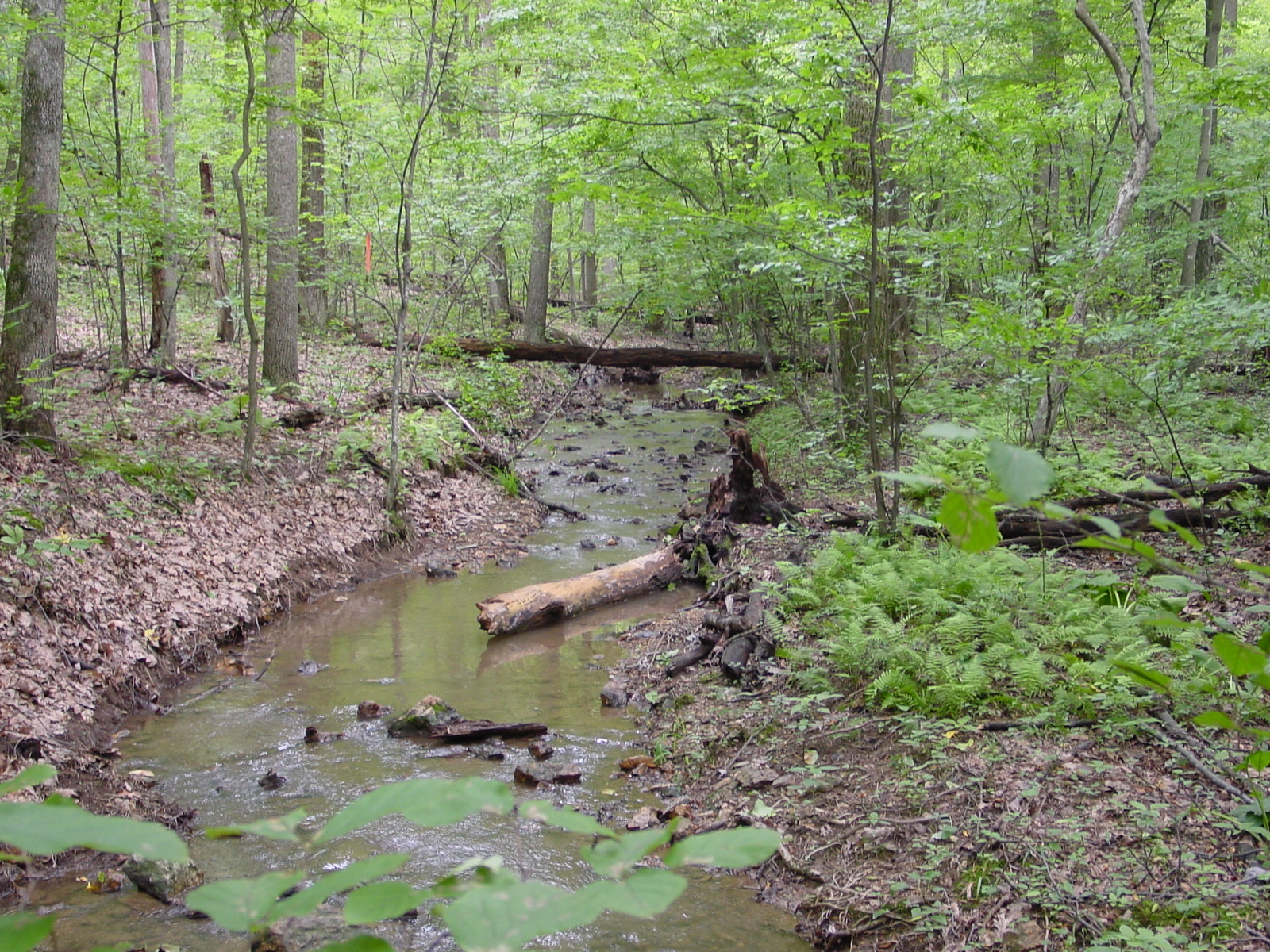 Field photo showing stream conditions at site LMON-119-R-2003-3