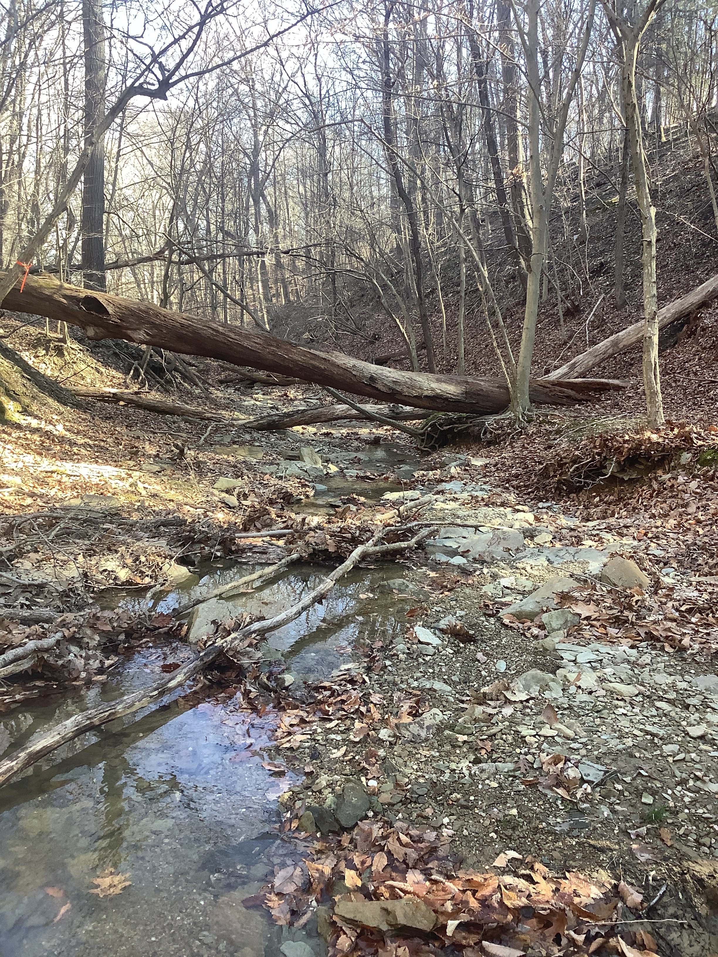 Field photo showing stream conditions at site LMON-121-R-2023_Midpoint_facing_downstream